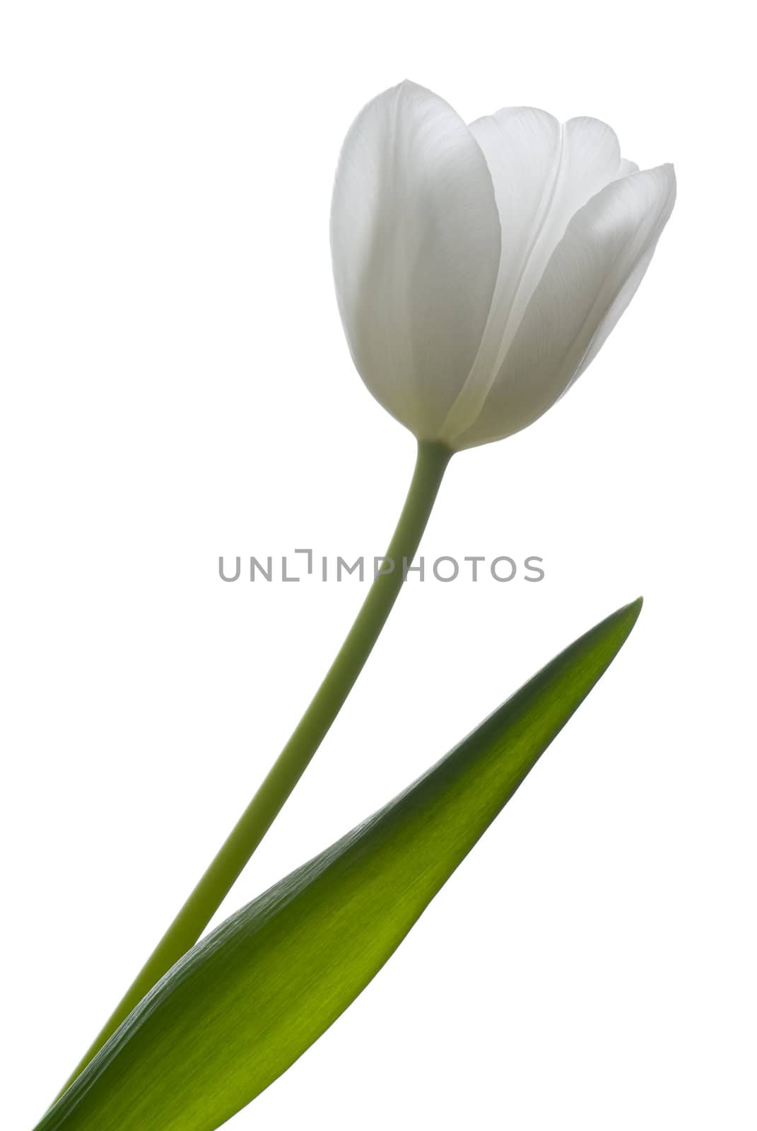 White tulip isolated on white.