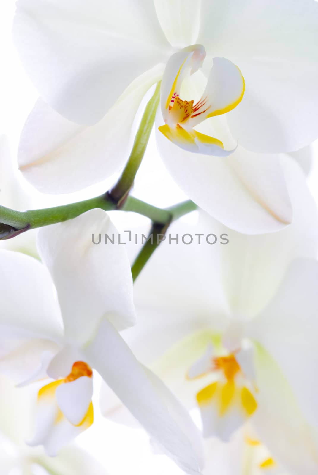 Orchid flower twig - selective focus on the upper flower.