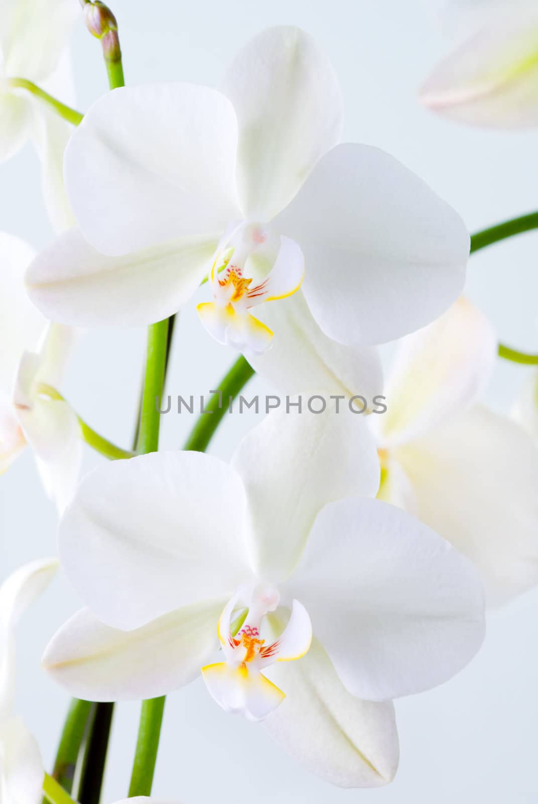 Orchid flowers - shallow depth of field.