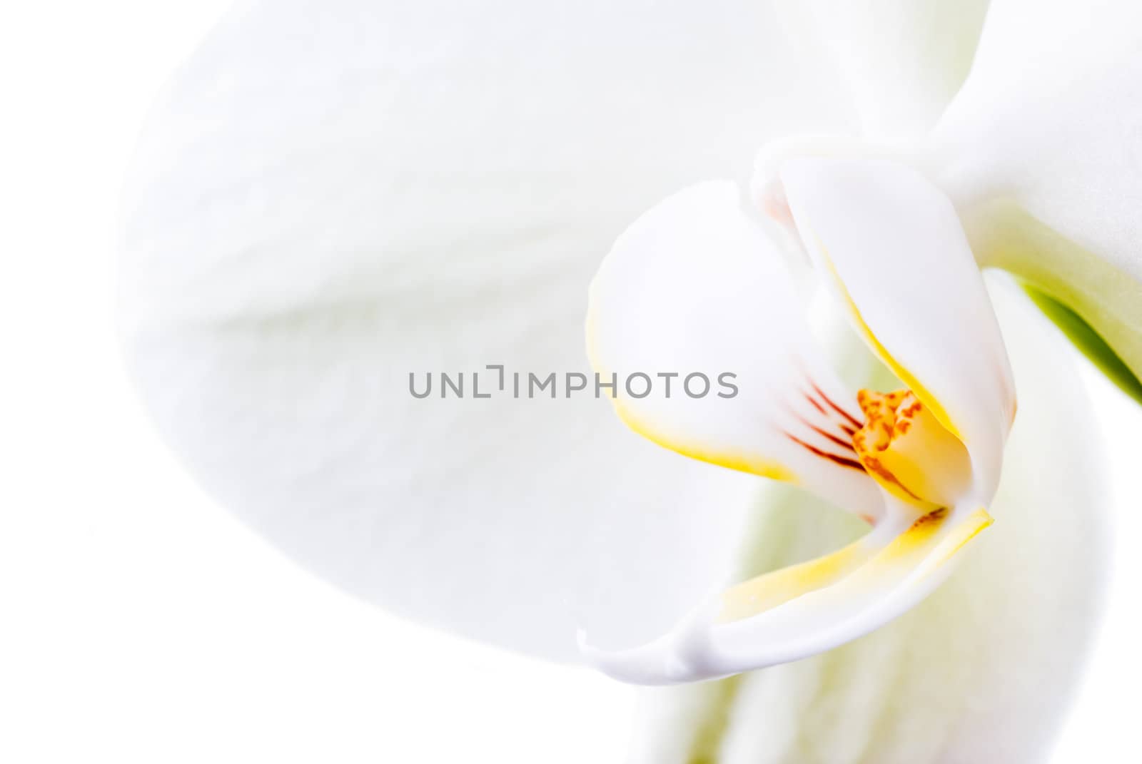Orchid flower isolated on white.