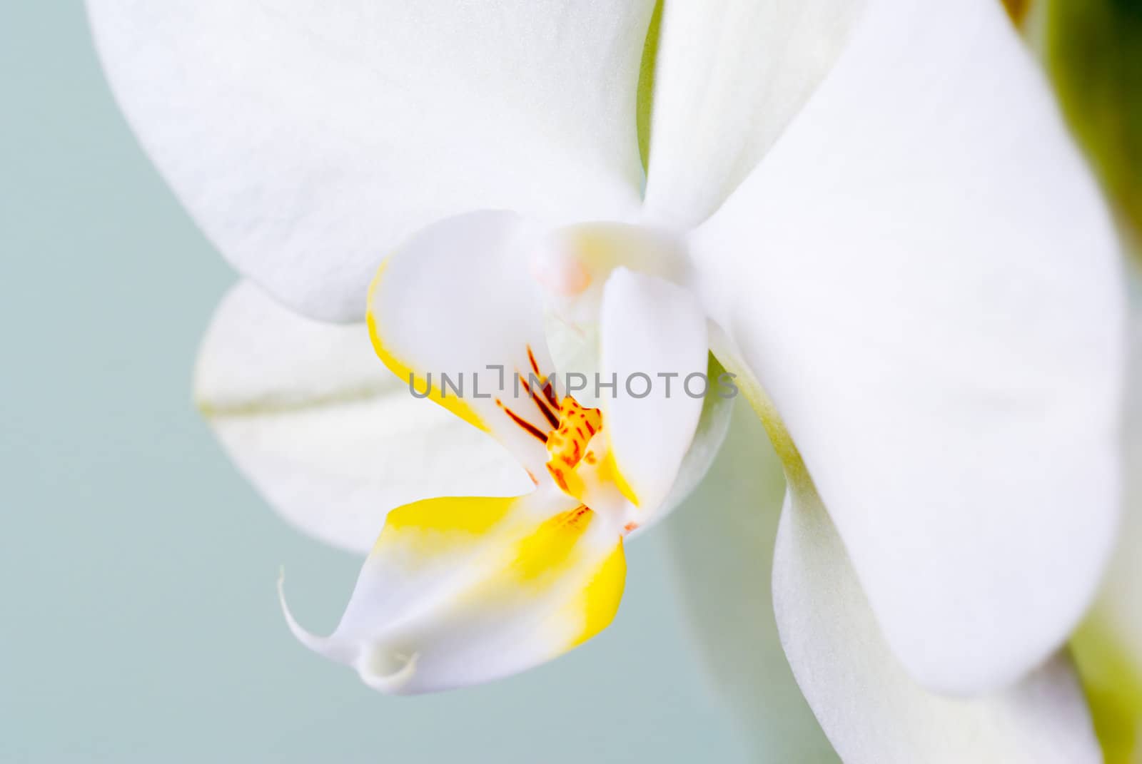 Orchid flower detail - selective focus.