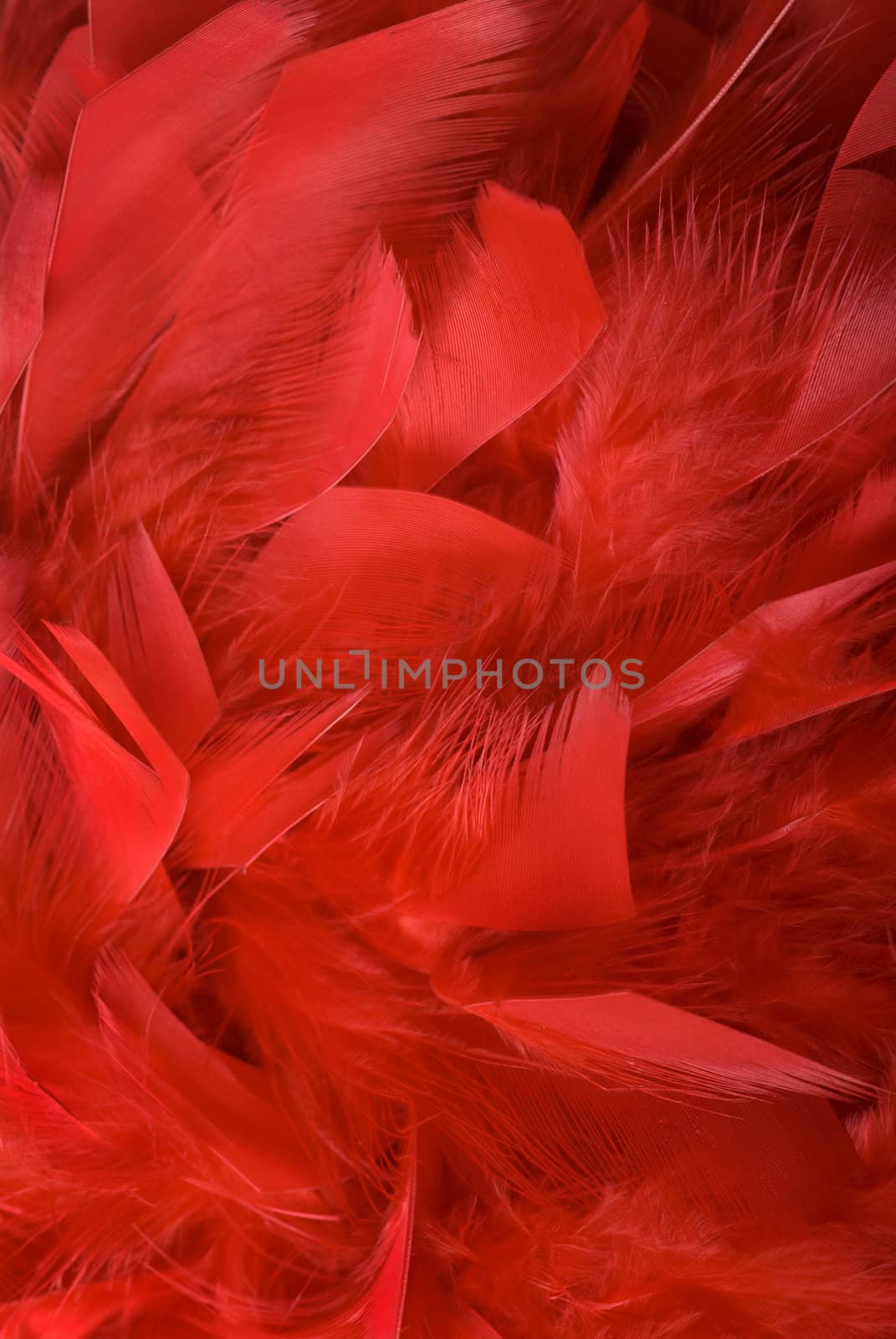 Red feathers background.