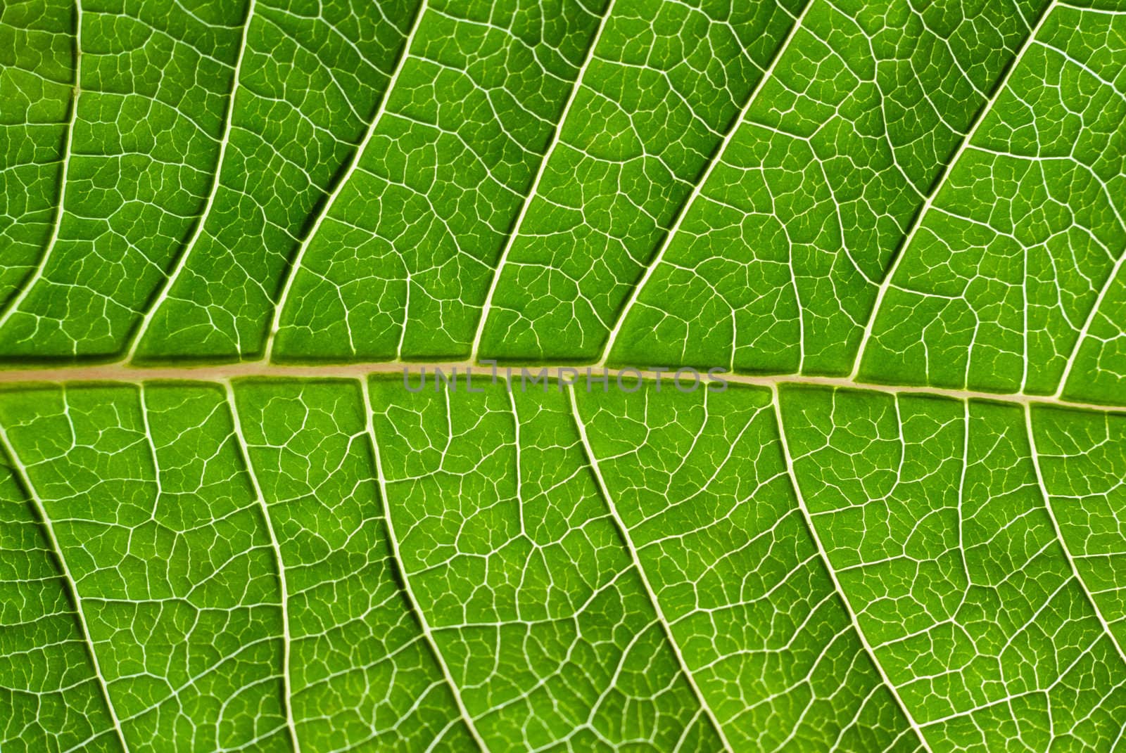 Close up of green leaf - focused in the centre of the frame.