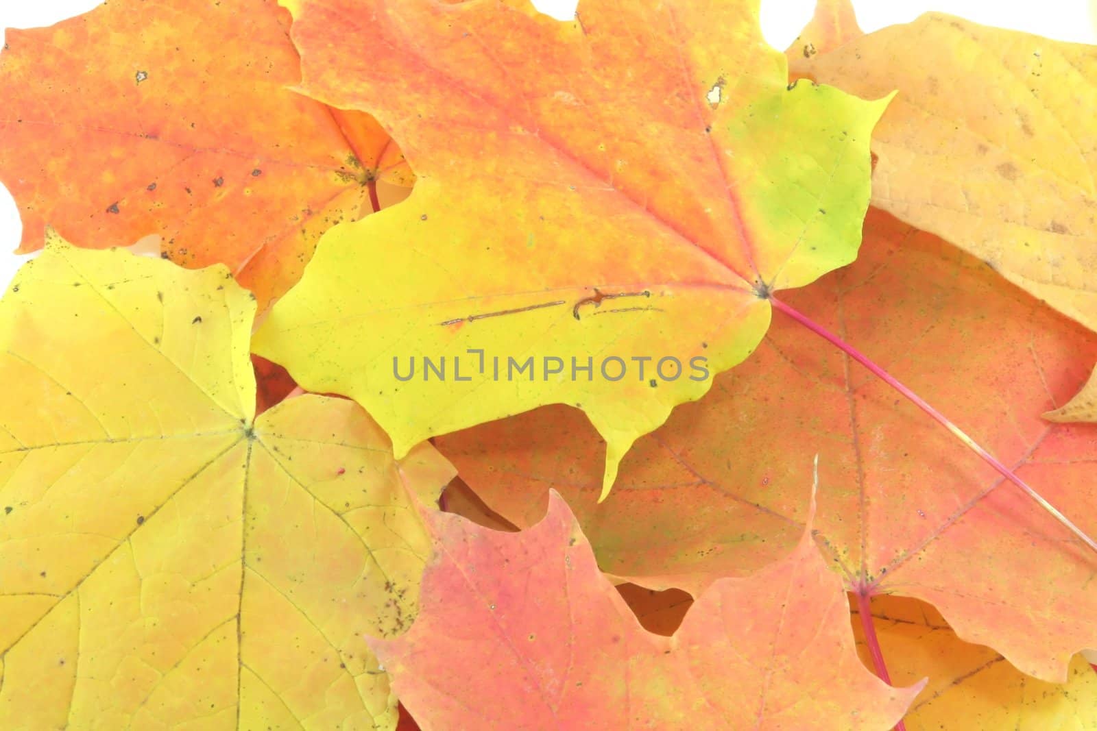 Autimn Leaves by jasony00