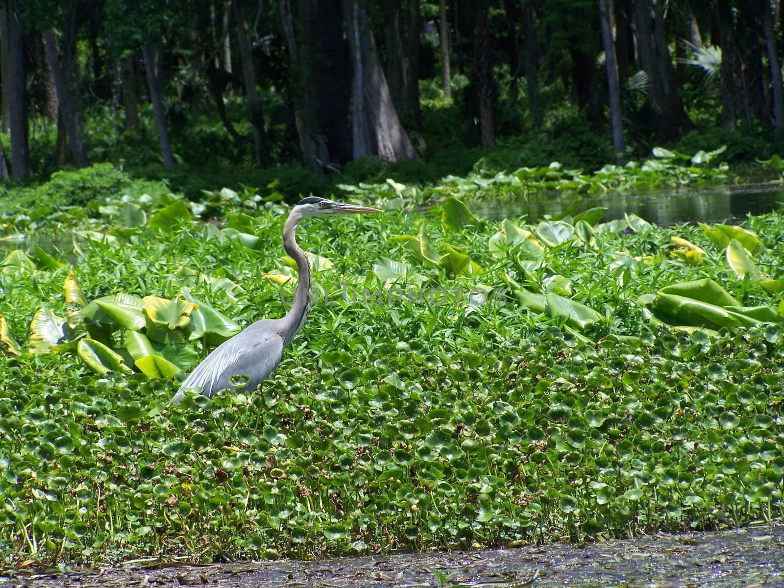 Another beautiful day in the wetlands of Florida!