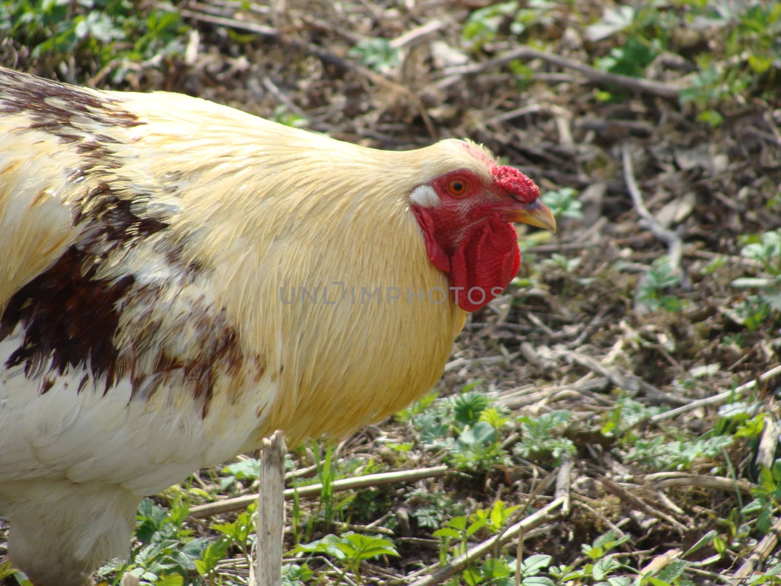 Beautiful cock closeup 