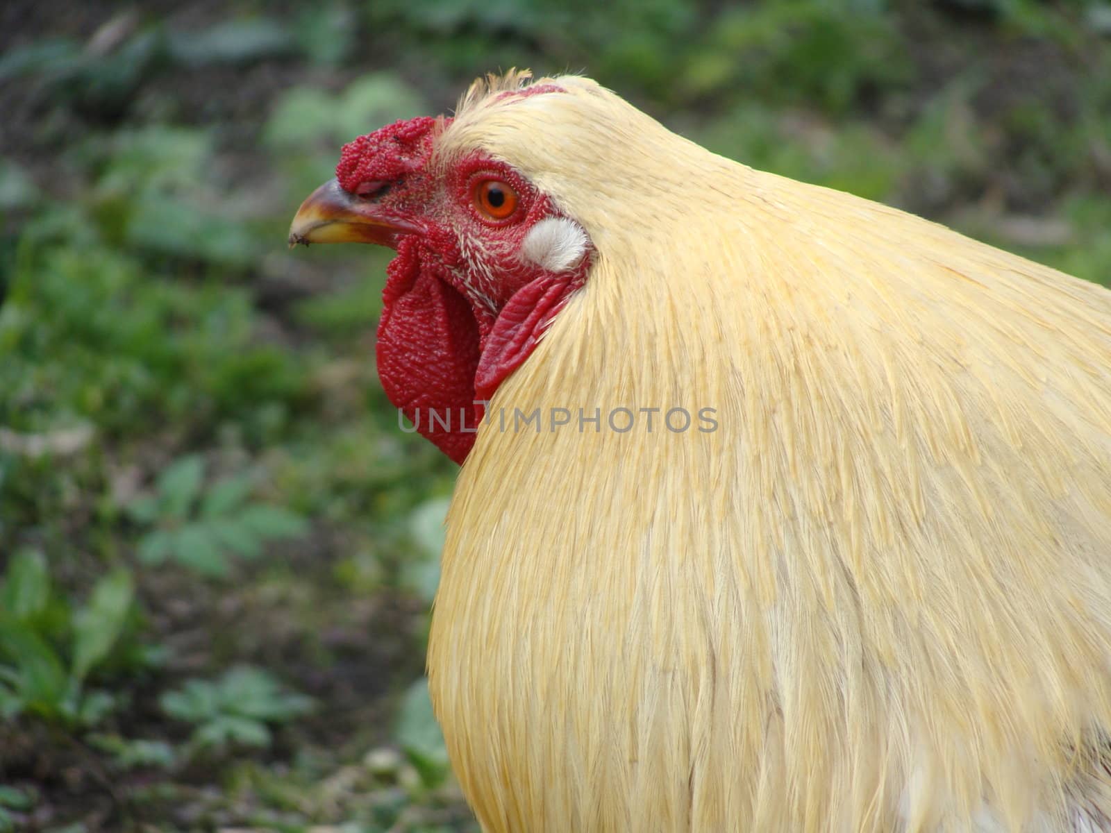 Beautiful cock closeup 