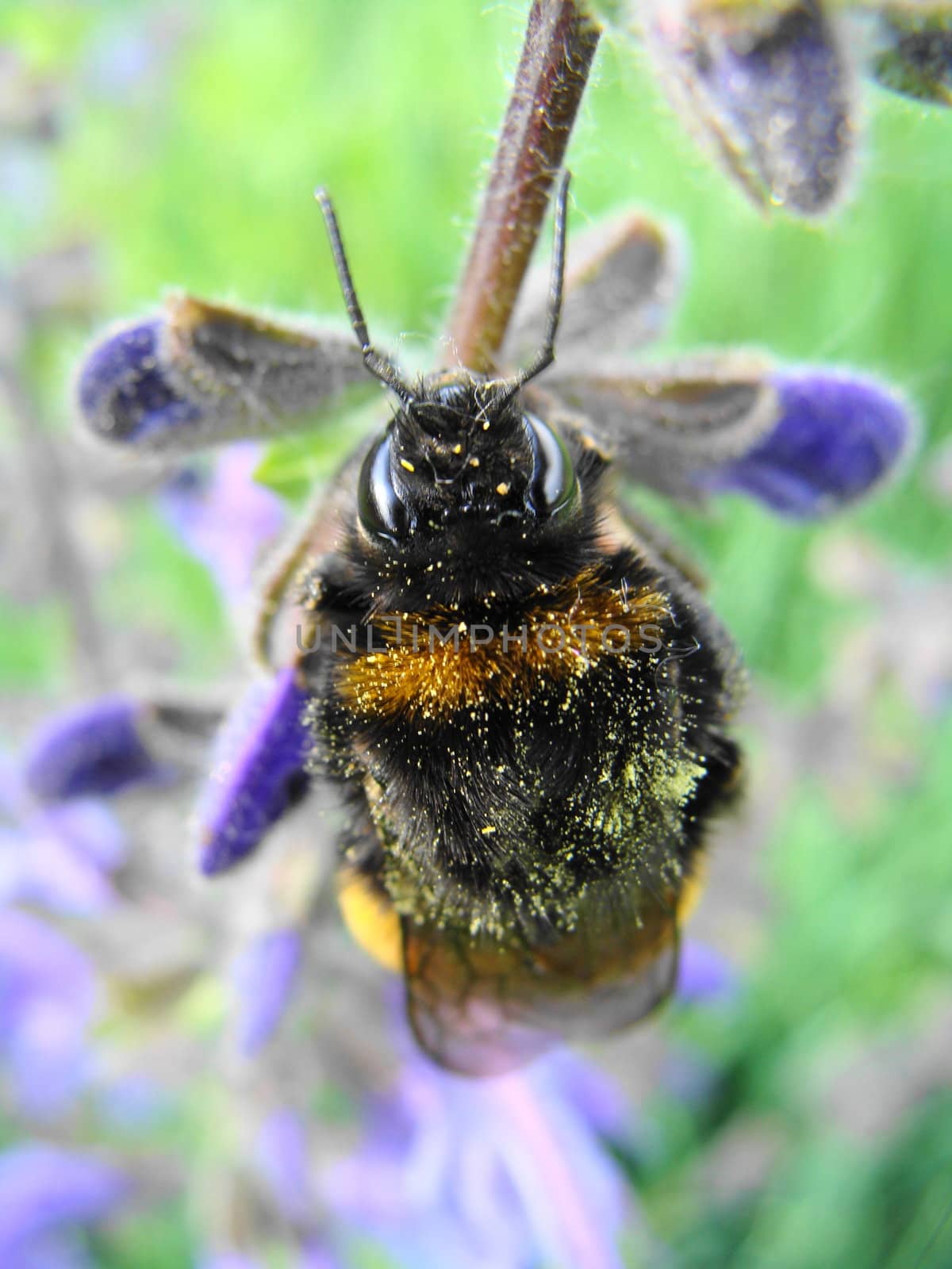 Bumblebee on a violet flower close up