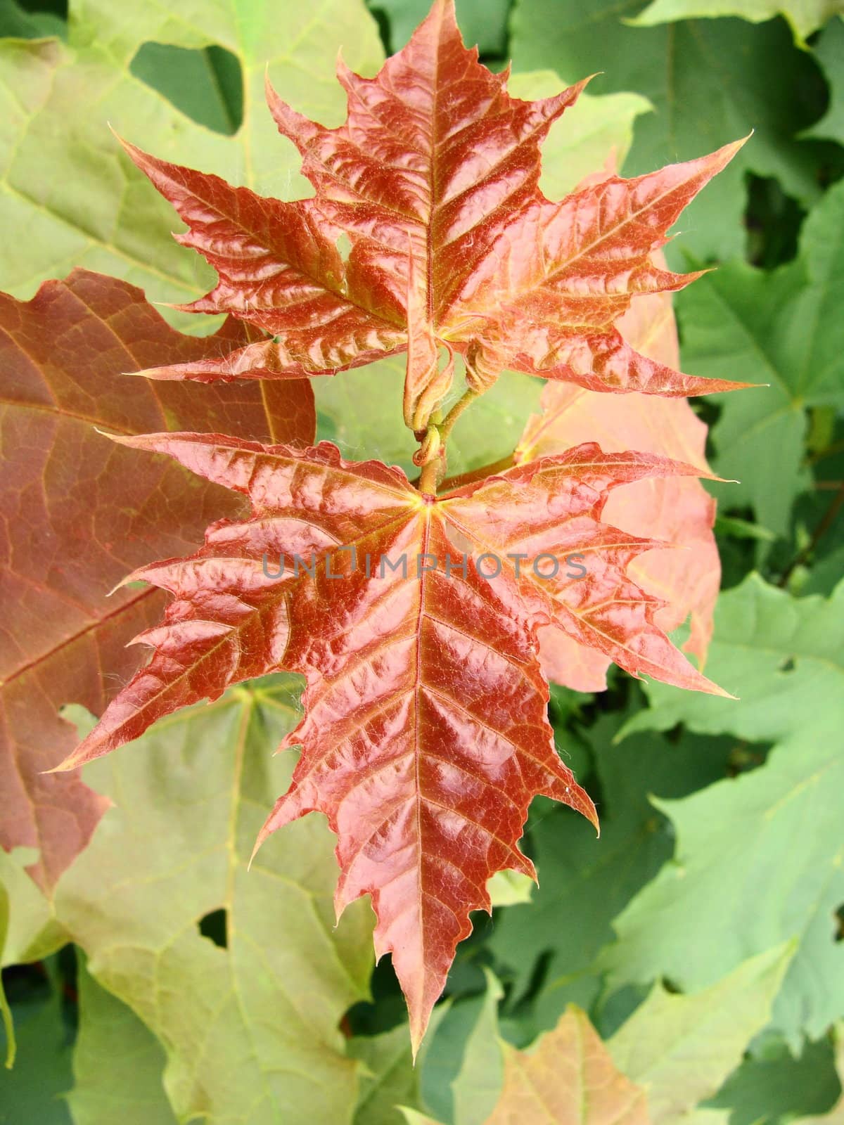 Red maple leaf on the green leaves background