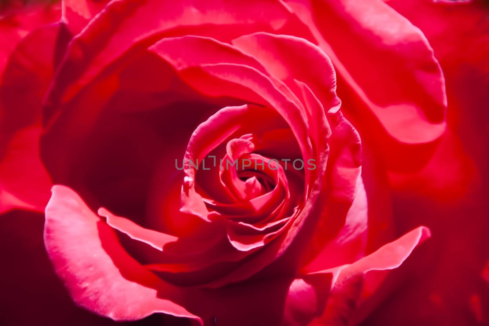 Romantic background from red rose