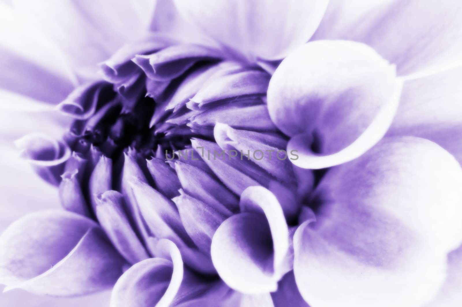 The close up center of dahlia flower