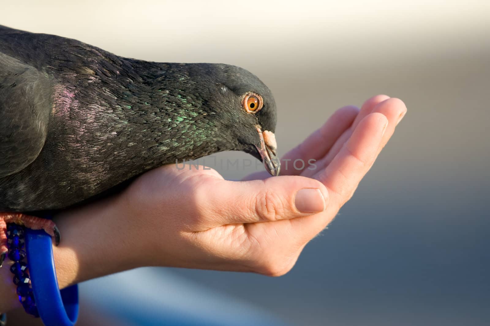 Woman cares of pigeon that is feeding from palm