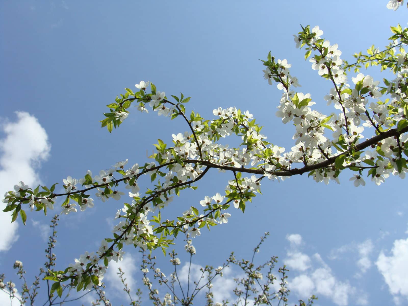 Cherry branch covered with colours against the sky 