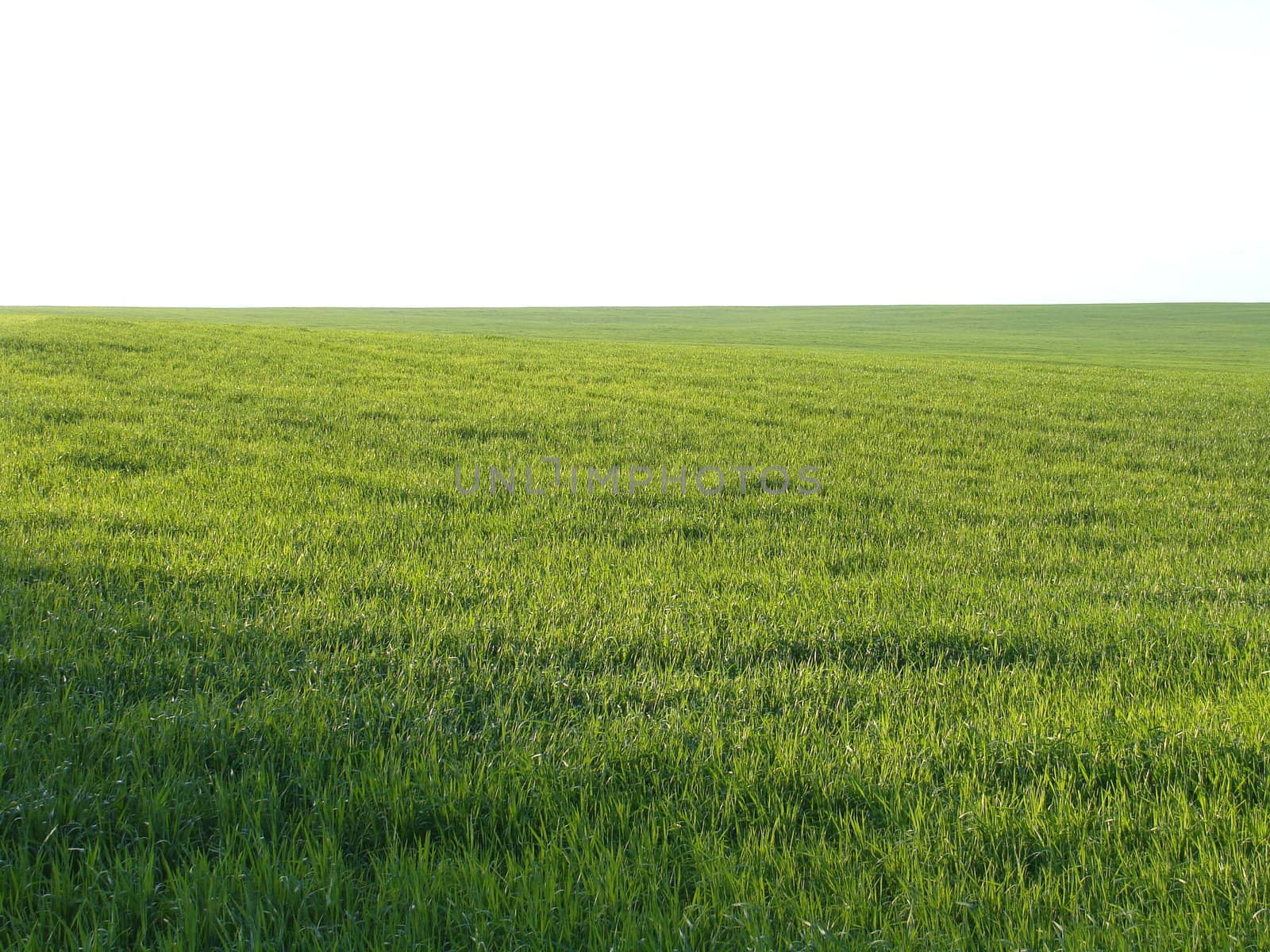 Green juicy grass on a solar field 