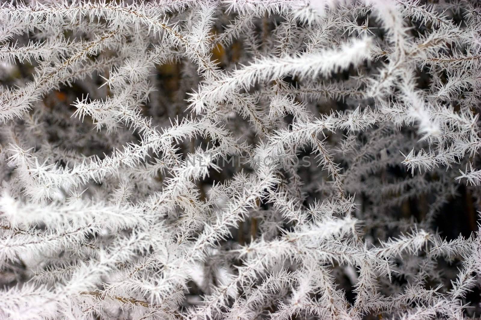 Winter background - branches of trees covered with frost