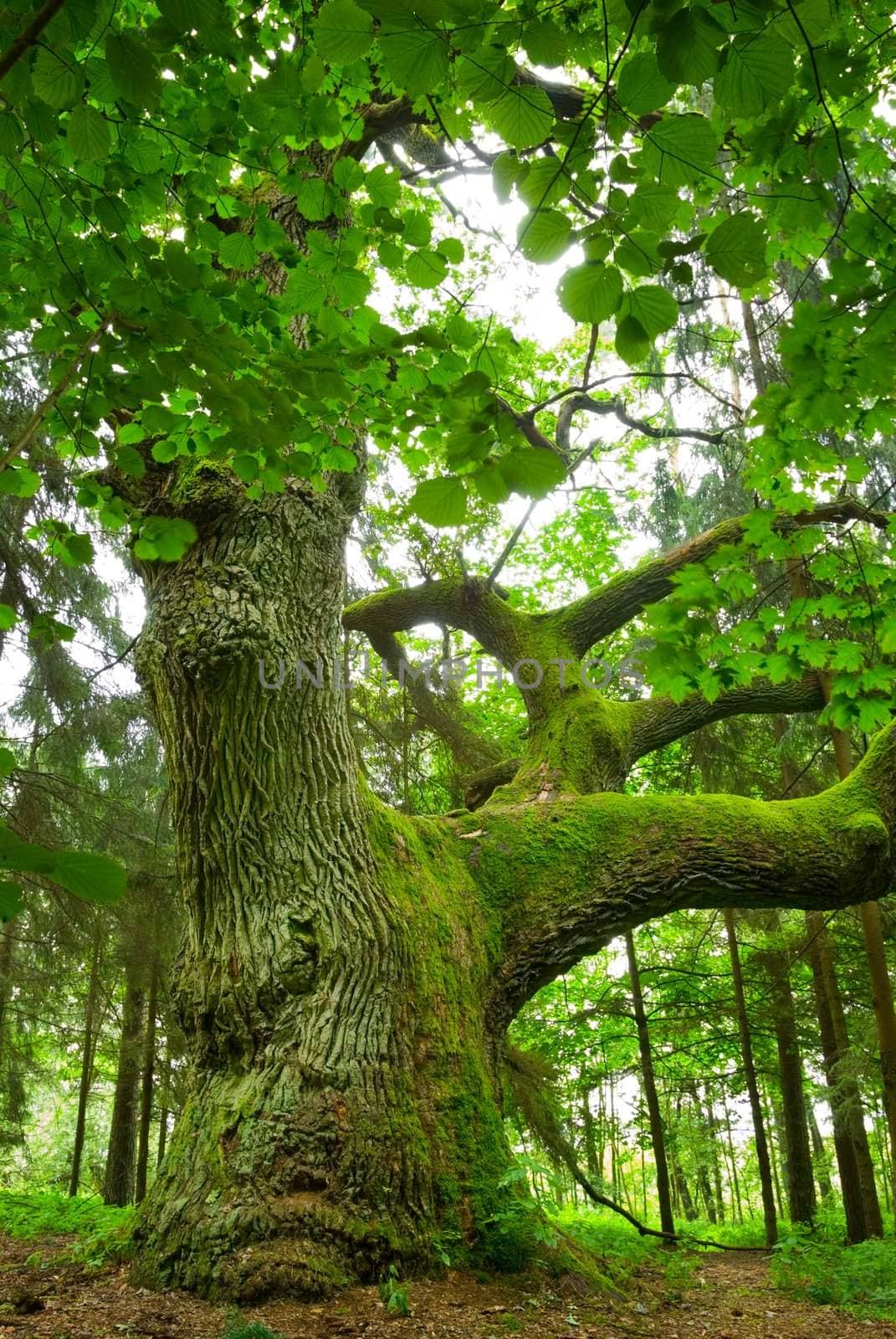 Mighty oak in the wood - Mazury, Poland.