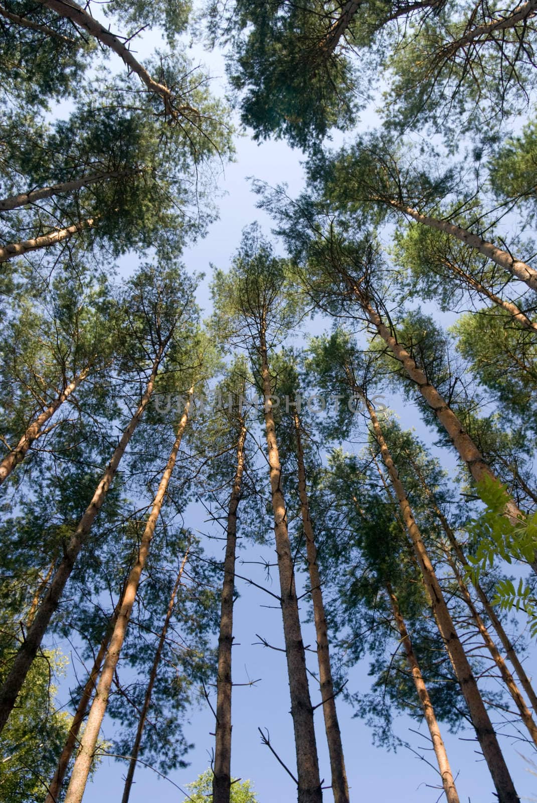 Pine trees all around - wide angle.