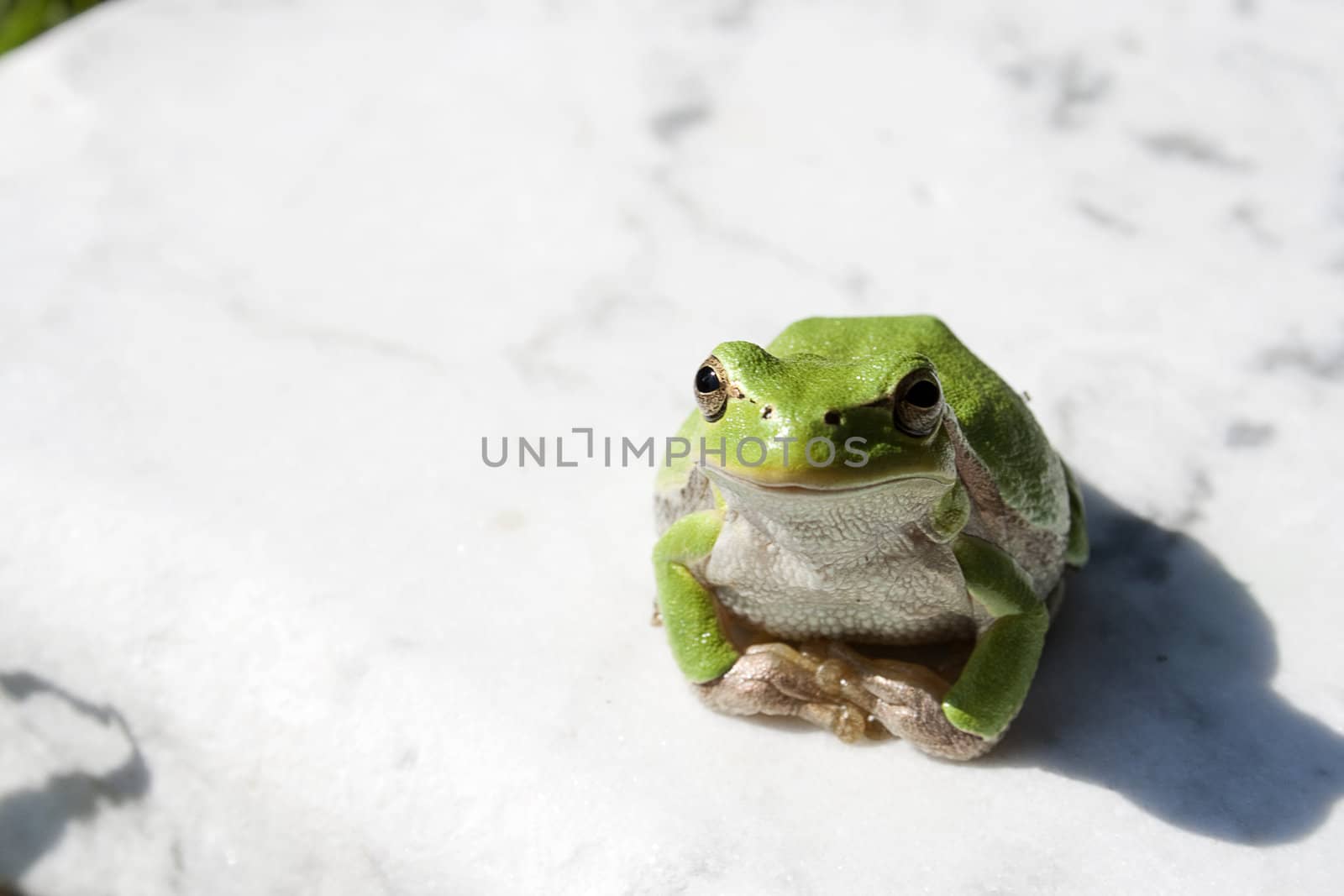 Green tree frog amphibian called on a white background