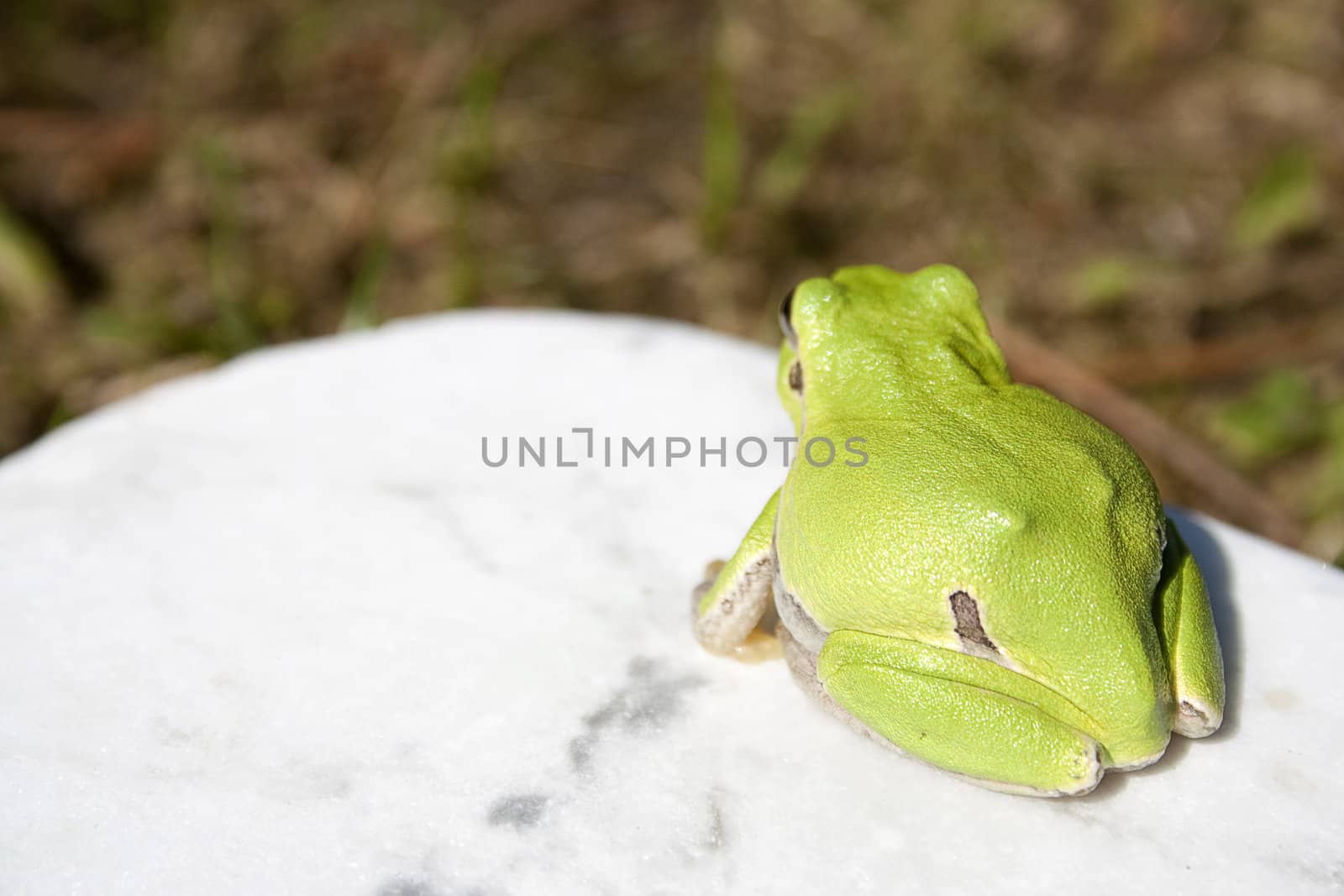 Green tree frog amphibian called on a white background