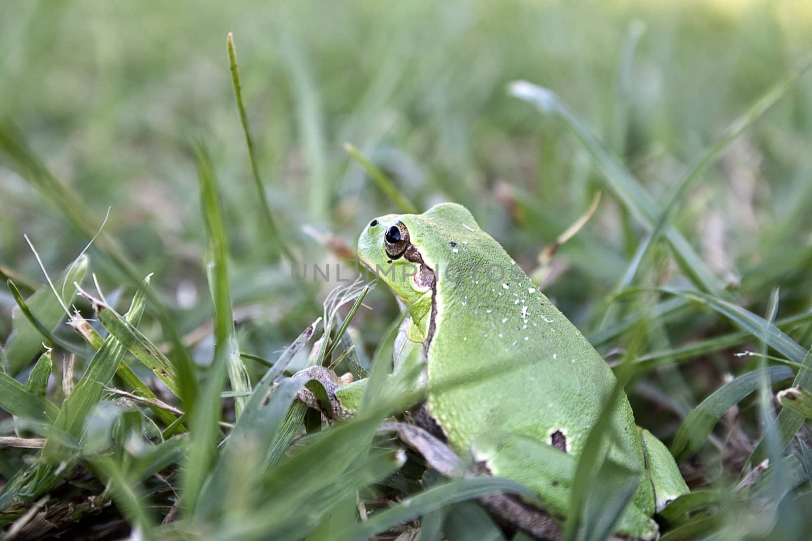 Green tree frog amphibian called on a white background
