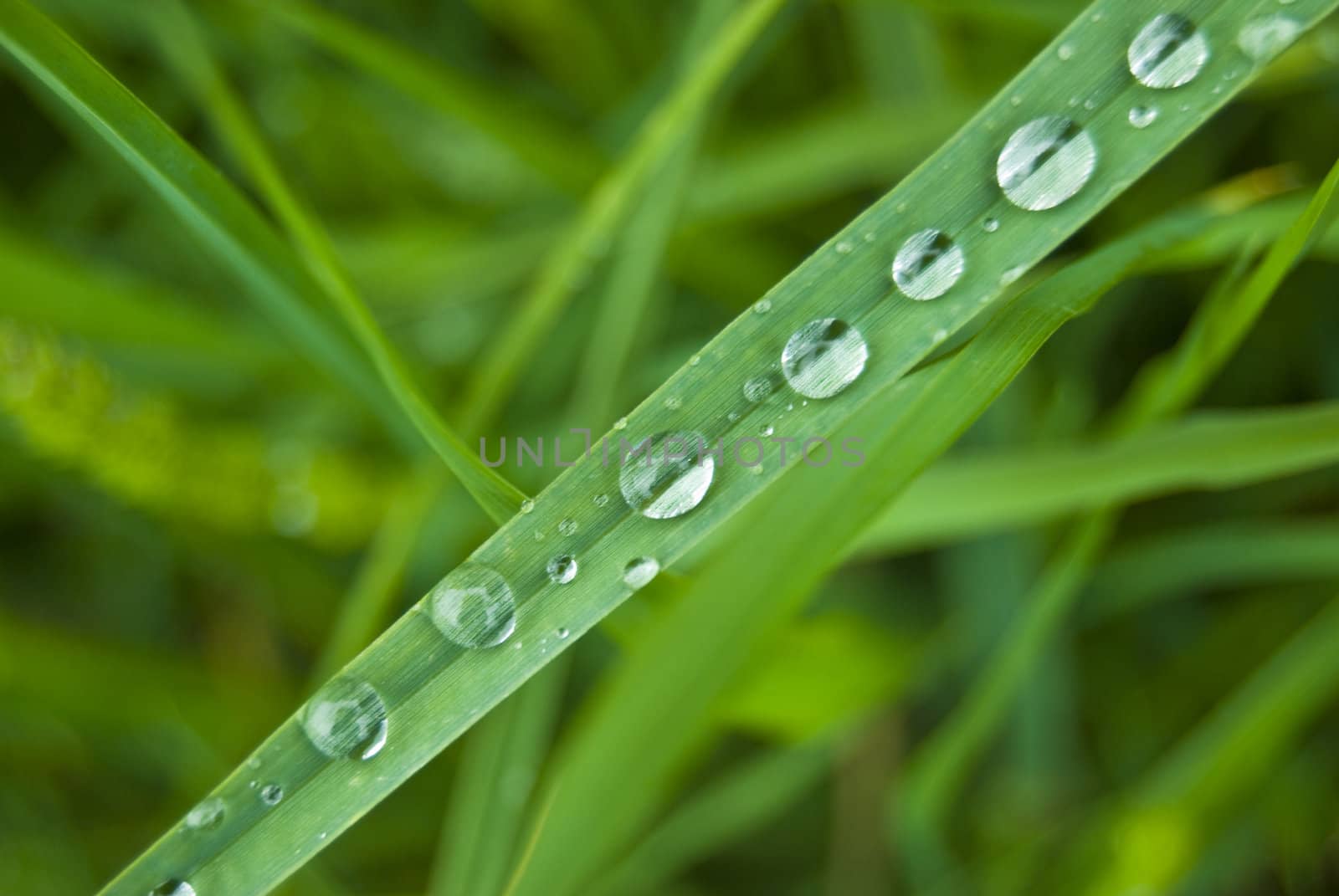 Raindrops lined up on a blade of grass
