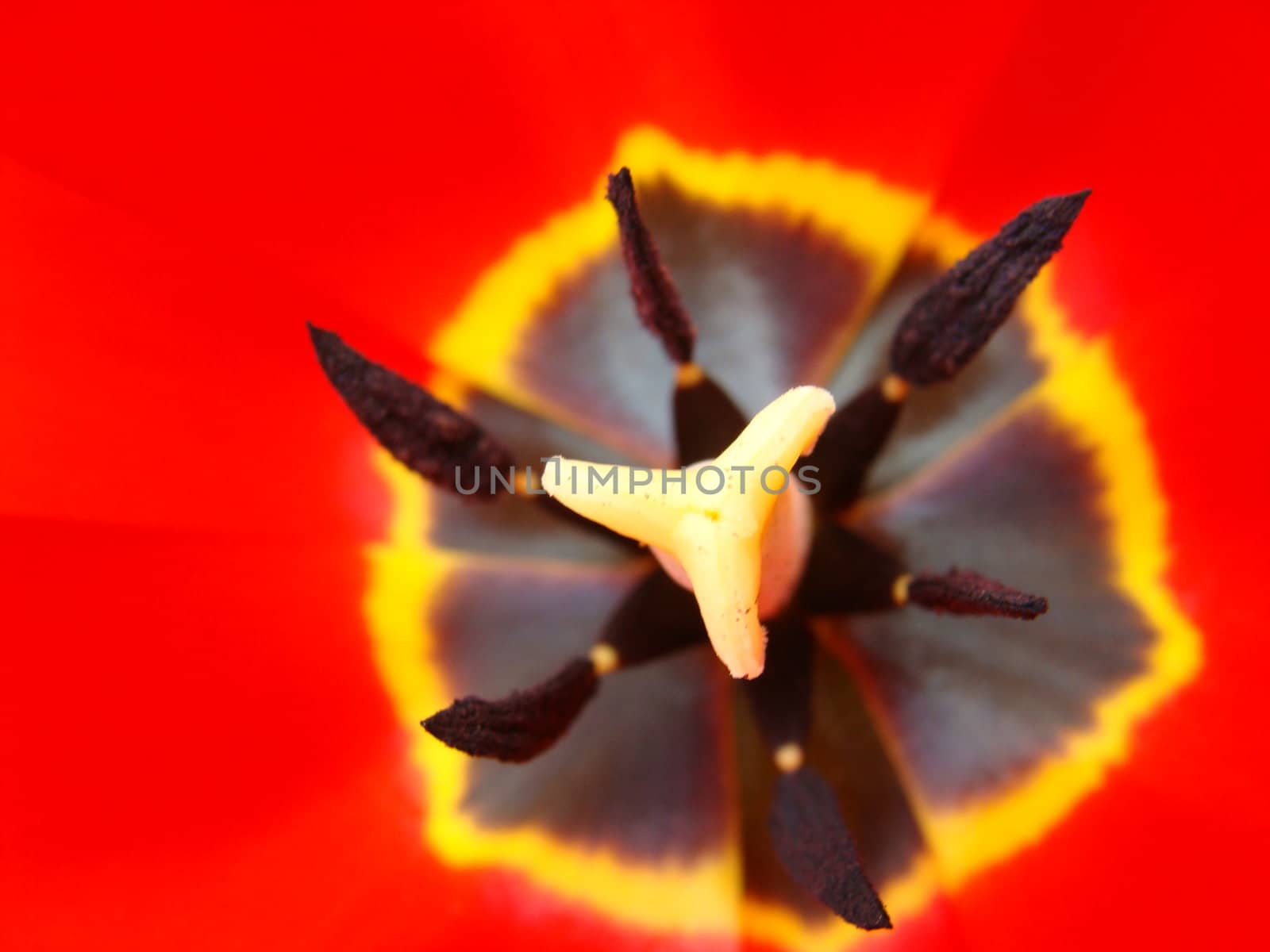 In the scarlet dismissed bud of a tulip