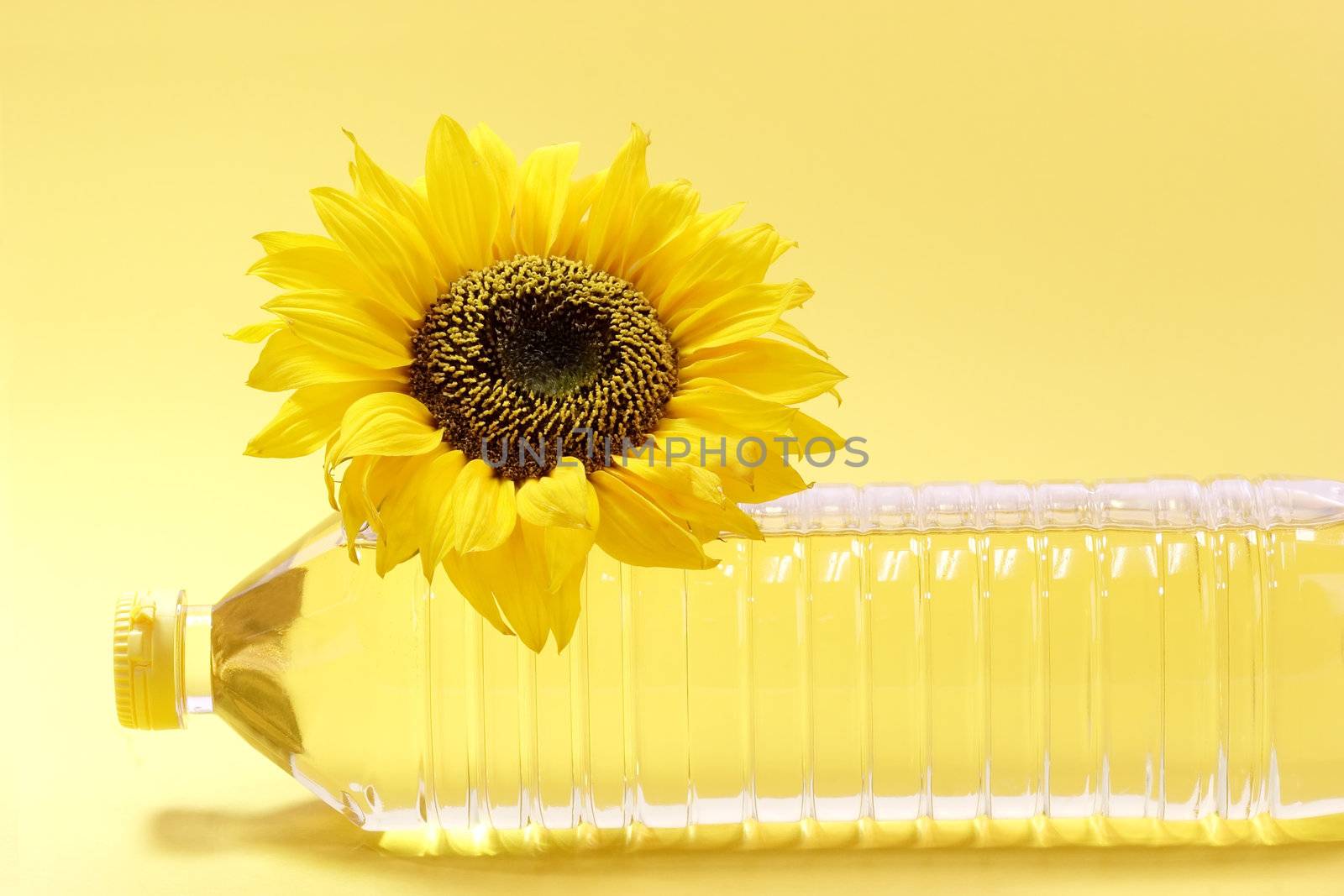 Sunflower with cooking oil bottle on yellow background