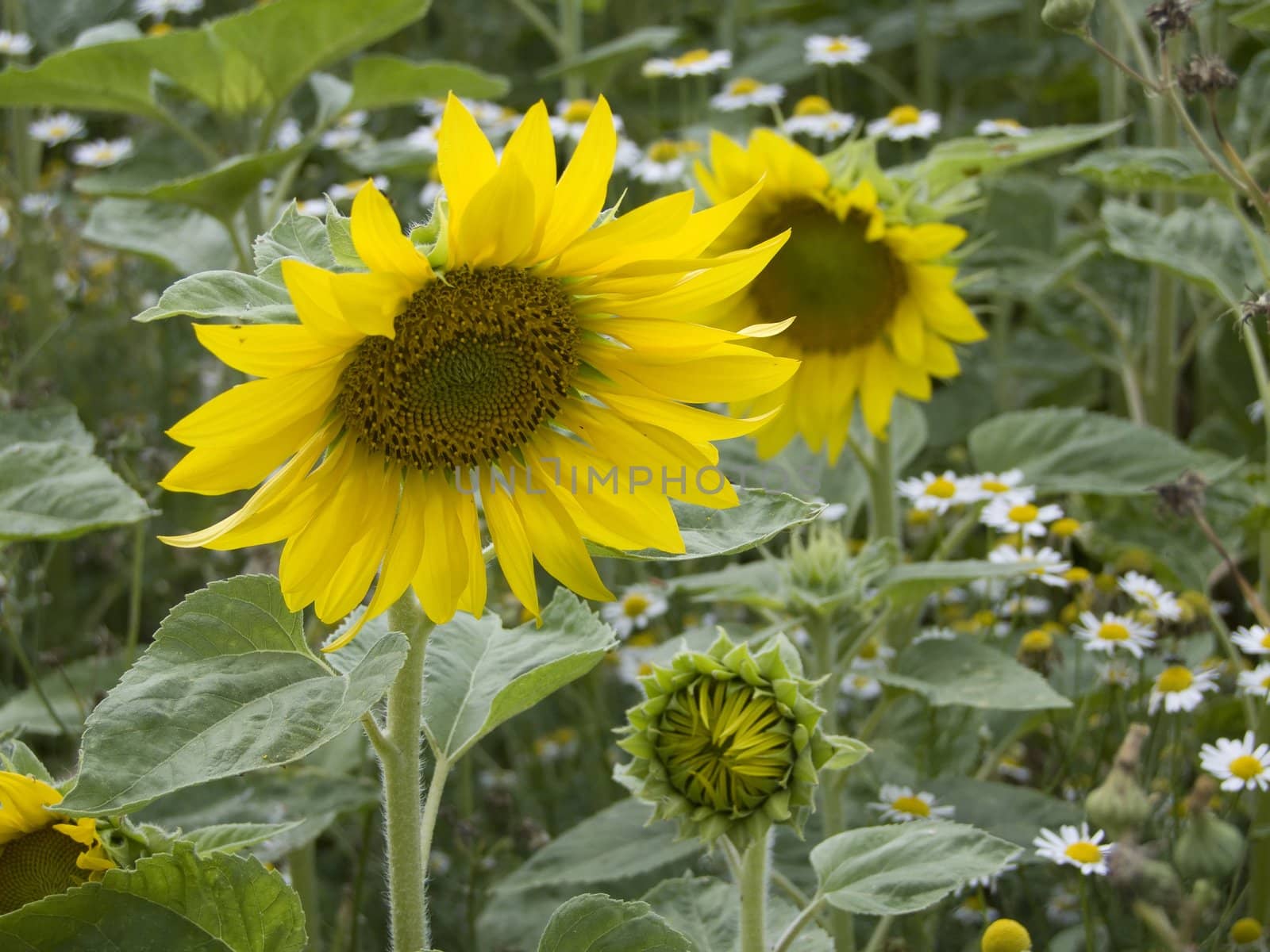 Sunflower by Teamarbeit