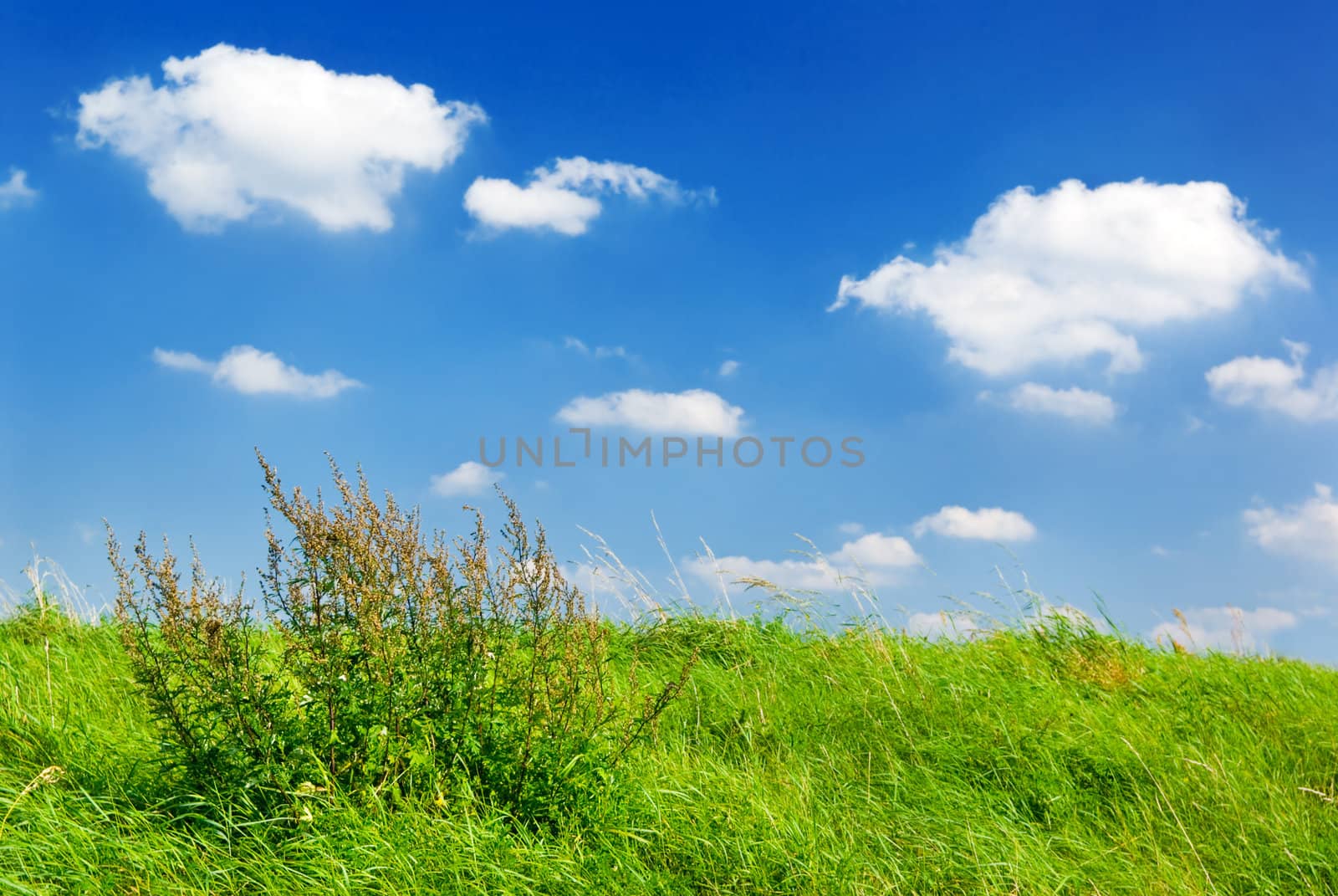 Summer landscape - saturated view of meadow.