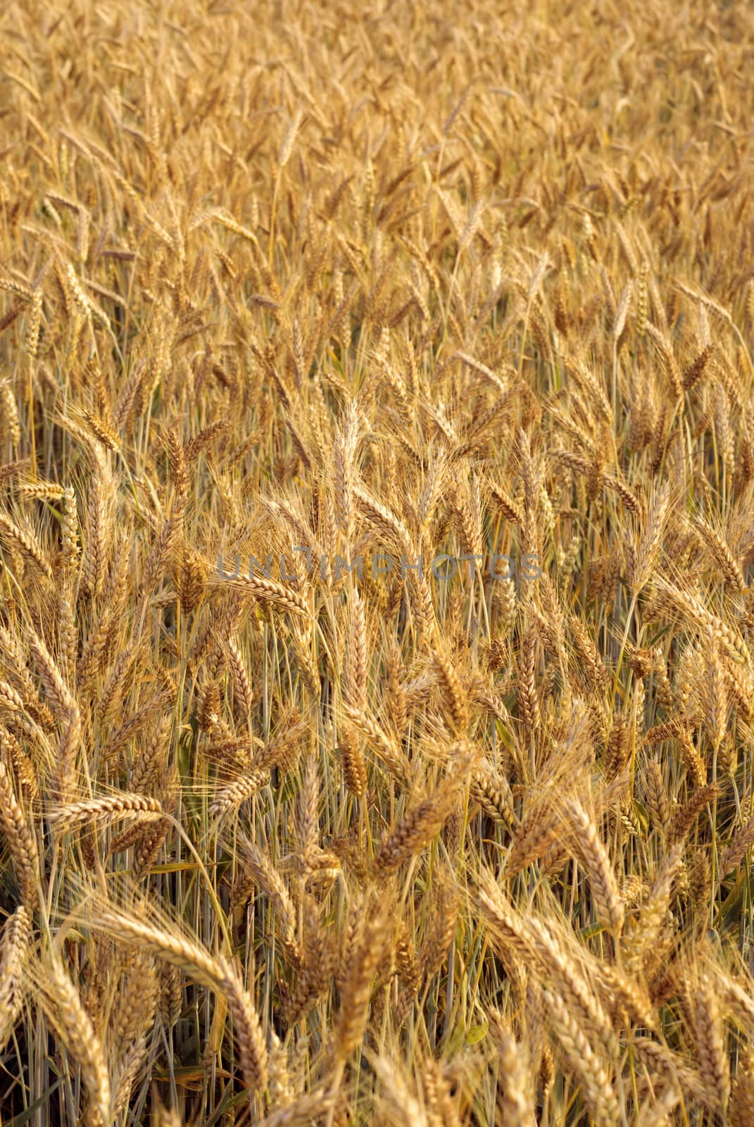 Triticale cultivation (hybrid of wheat and rye). Adobe RGB (1998).