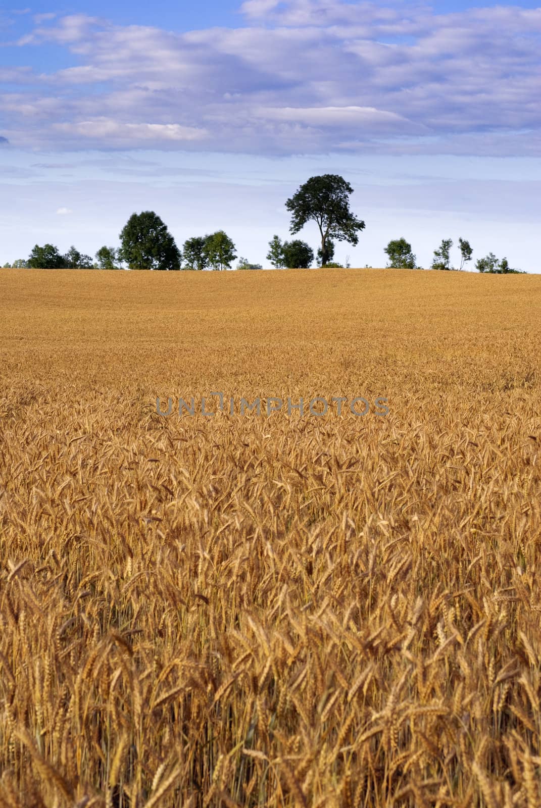 Farm field - triticale cultivation (hybrid of wheat and rye). Europe, Poland. Adobe RGB.