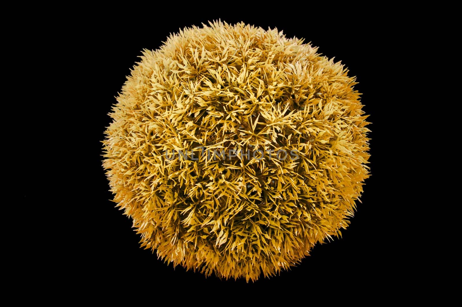 Big orange grass ball isolated on black