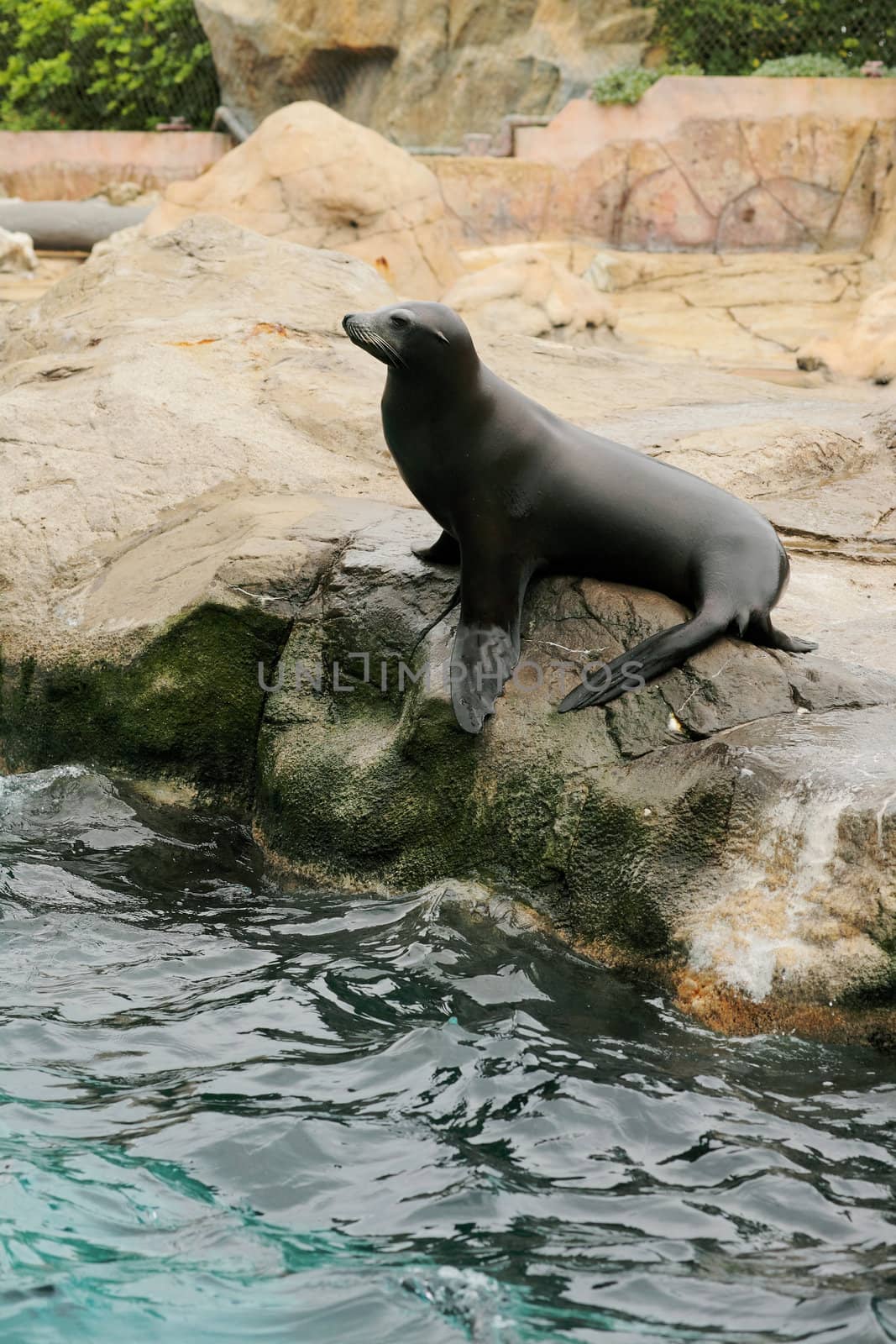 sea lion