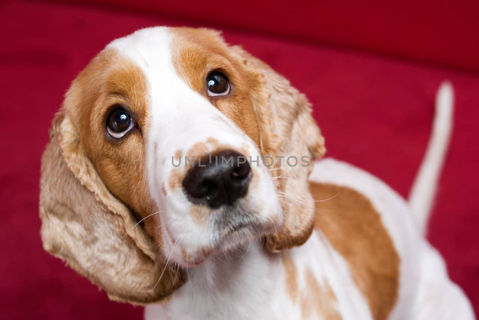 Purebred Cocker Spaniel looking intently. Shallow depth of field - focus on the eyes.