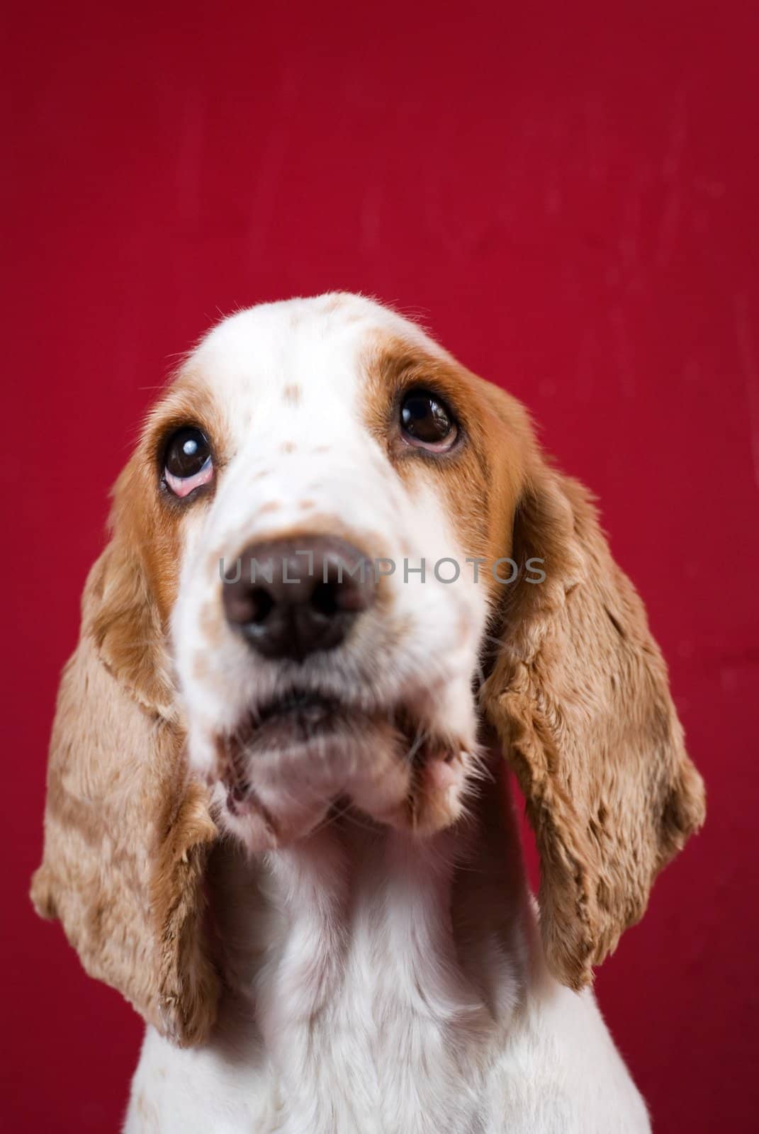 Purebred Cocker Spaniel. Red copy space over head, intentional slight vignetting, shallow depth of field - focus only on the eyes.