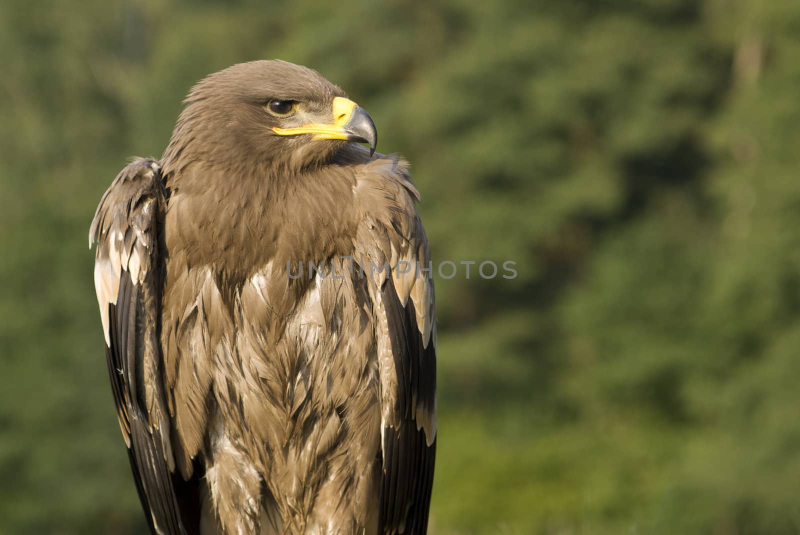 Bird of prey - eagle (family Accipitridae).