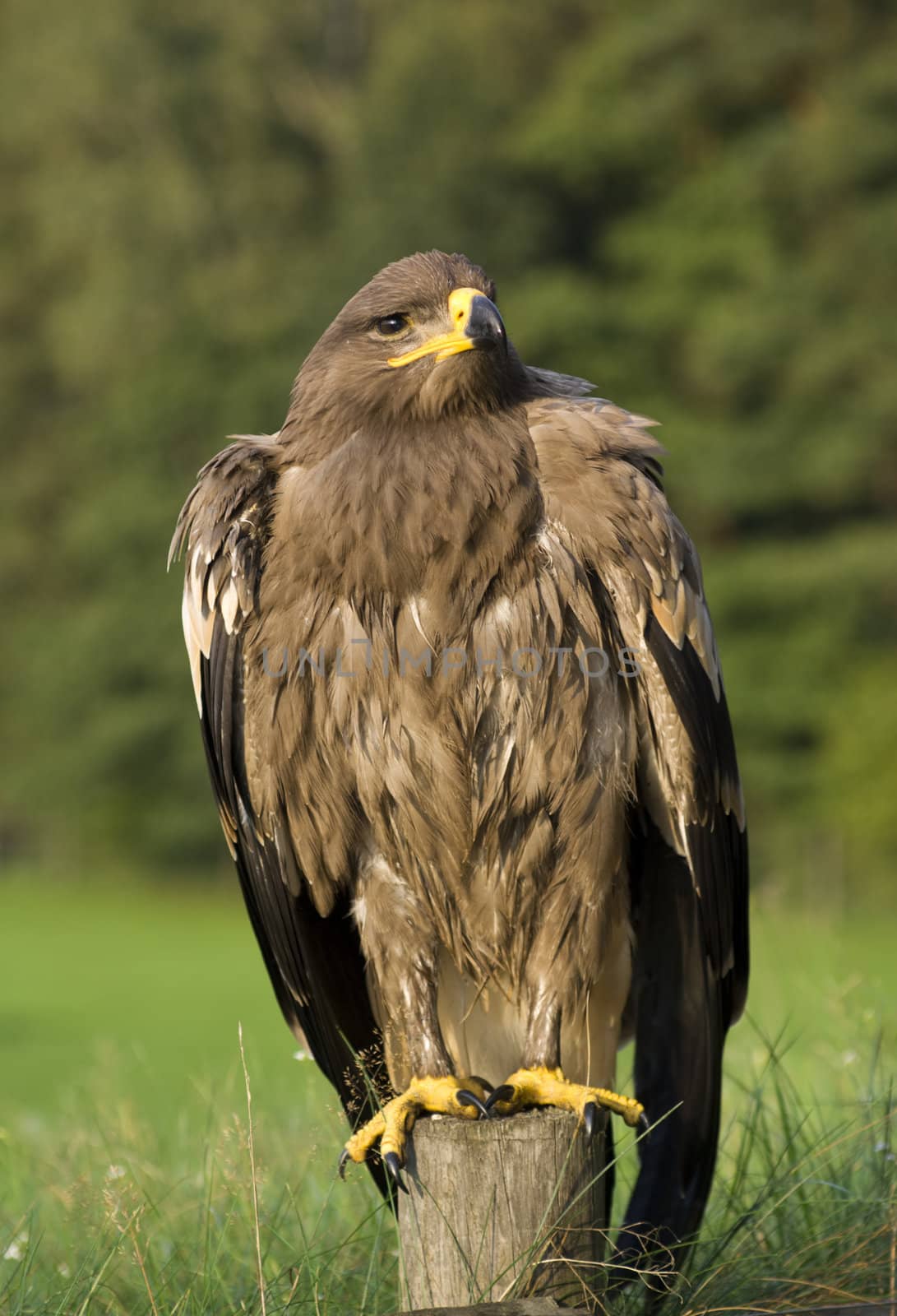 Bird of prey - eagle (family Accipitridae).