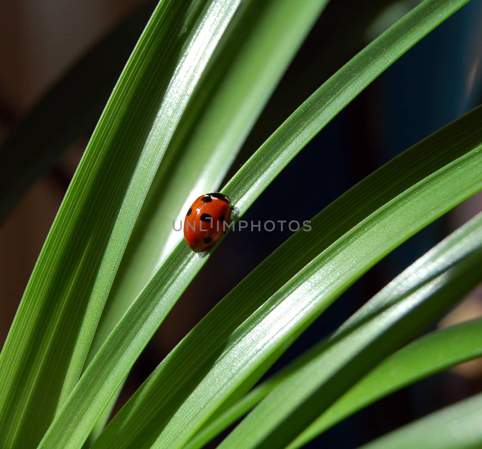 ladybird on green plant