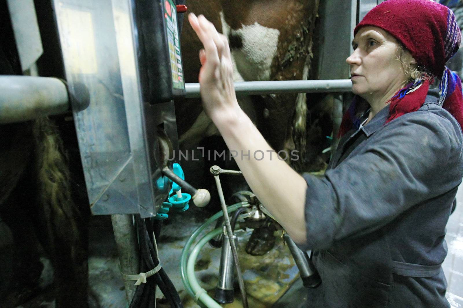 KHERSON REGION, UKRAINE - NOV 4:  Milkmaid  at State enterprise "Doslidnitsky economy" Askaniyskoe " during open doors day on November 04, 2007 in Kherson region, Ukraine