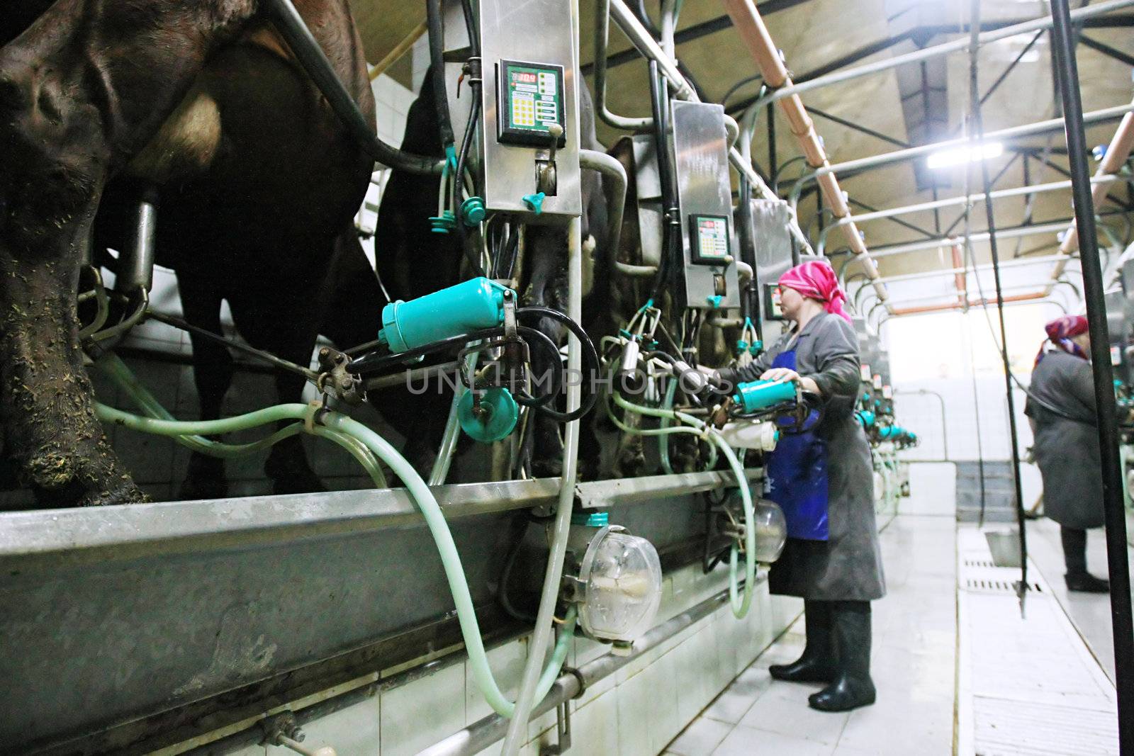 KHERSON REGION, UKRAINE - NOV 4:  Milkmaid  at State enterprise "Doslidnitsky economy" Askaniyskoe " during open doors day on November 04, 2007 in Kherson region, Ukraine