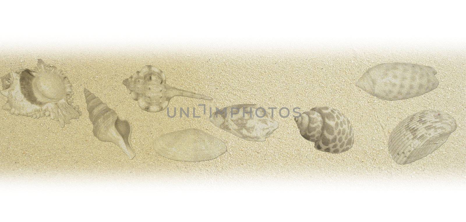 shell composition texture with sand background in yellow gold color