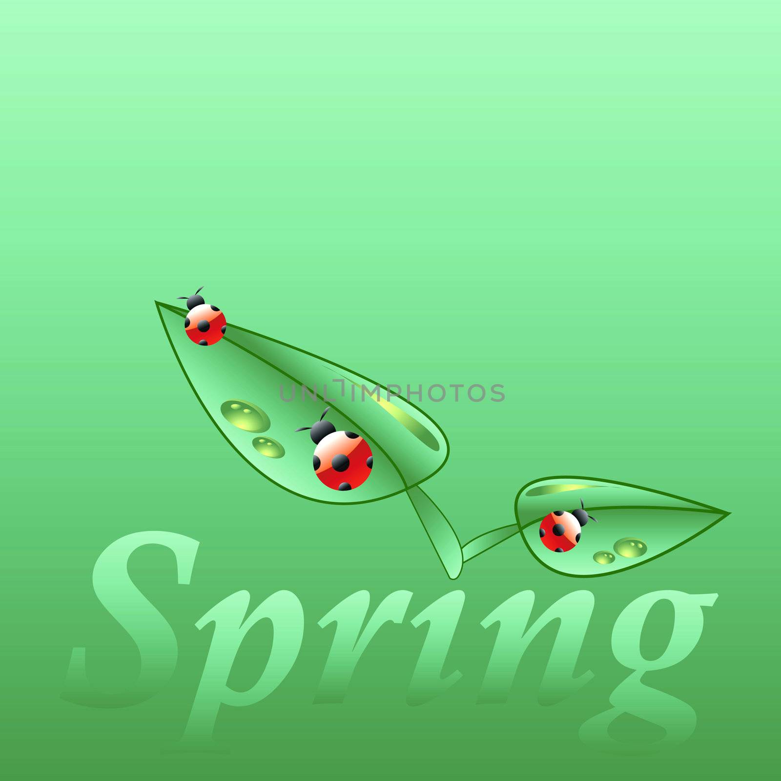 leaves, dewdrops and ladybugs on the word spring, plenty of copy space