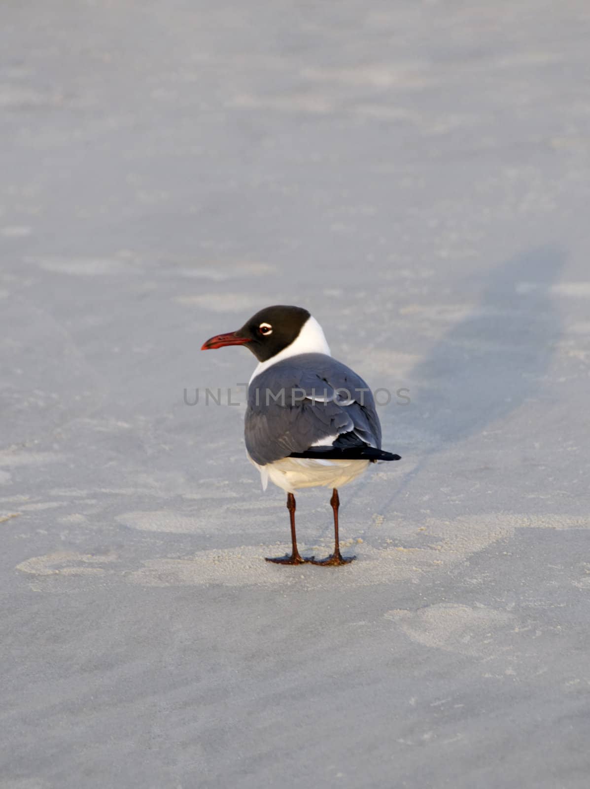 A black headed gull standing on sand.