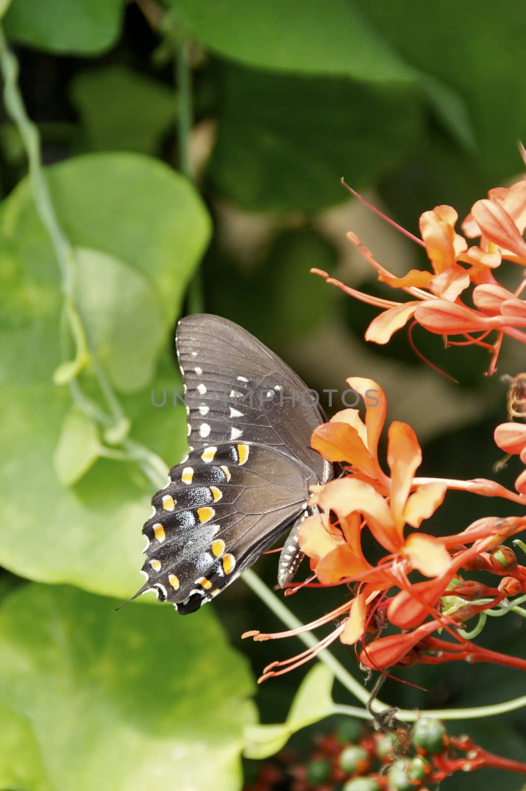 A black swallowtail on orange flowers.