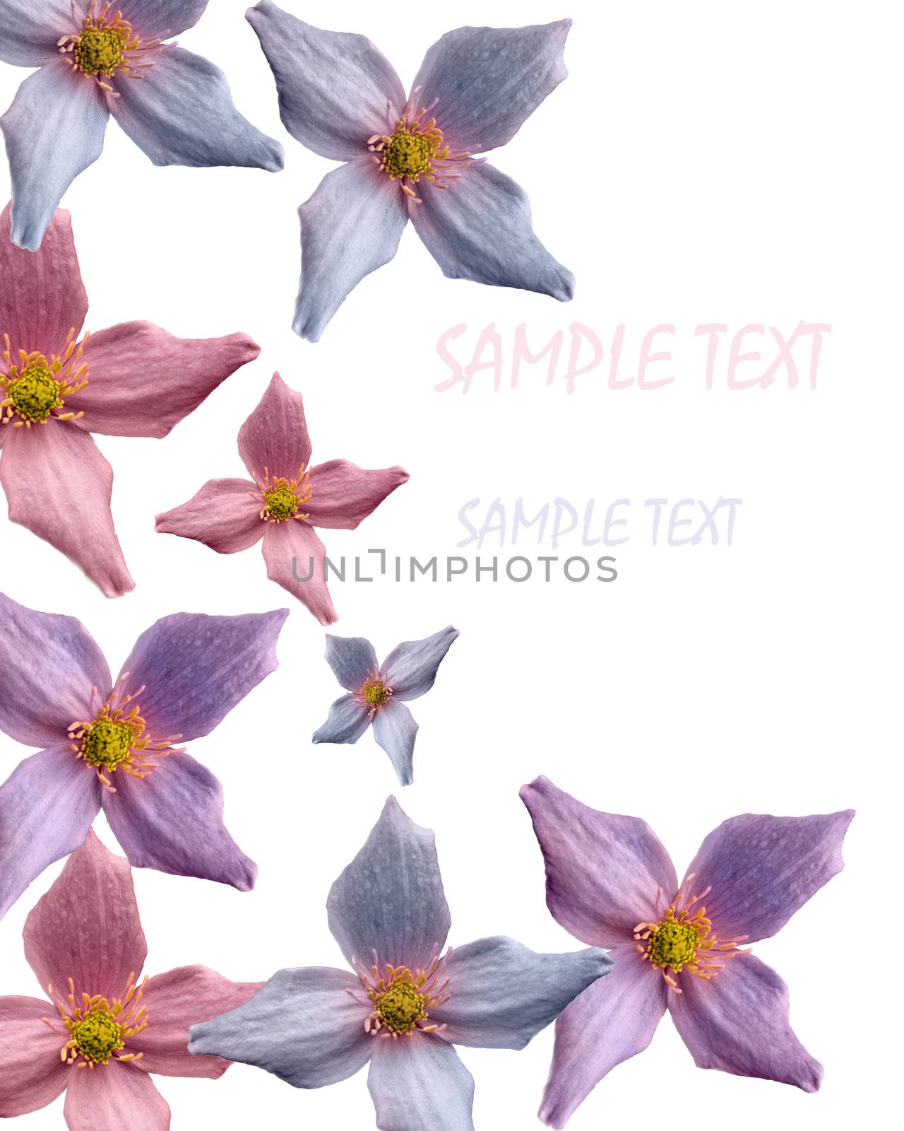 Hybrid Clematis sp. background 