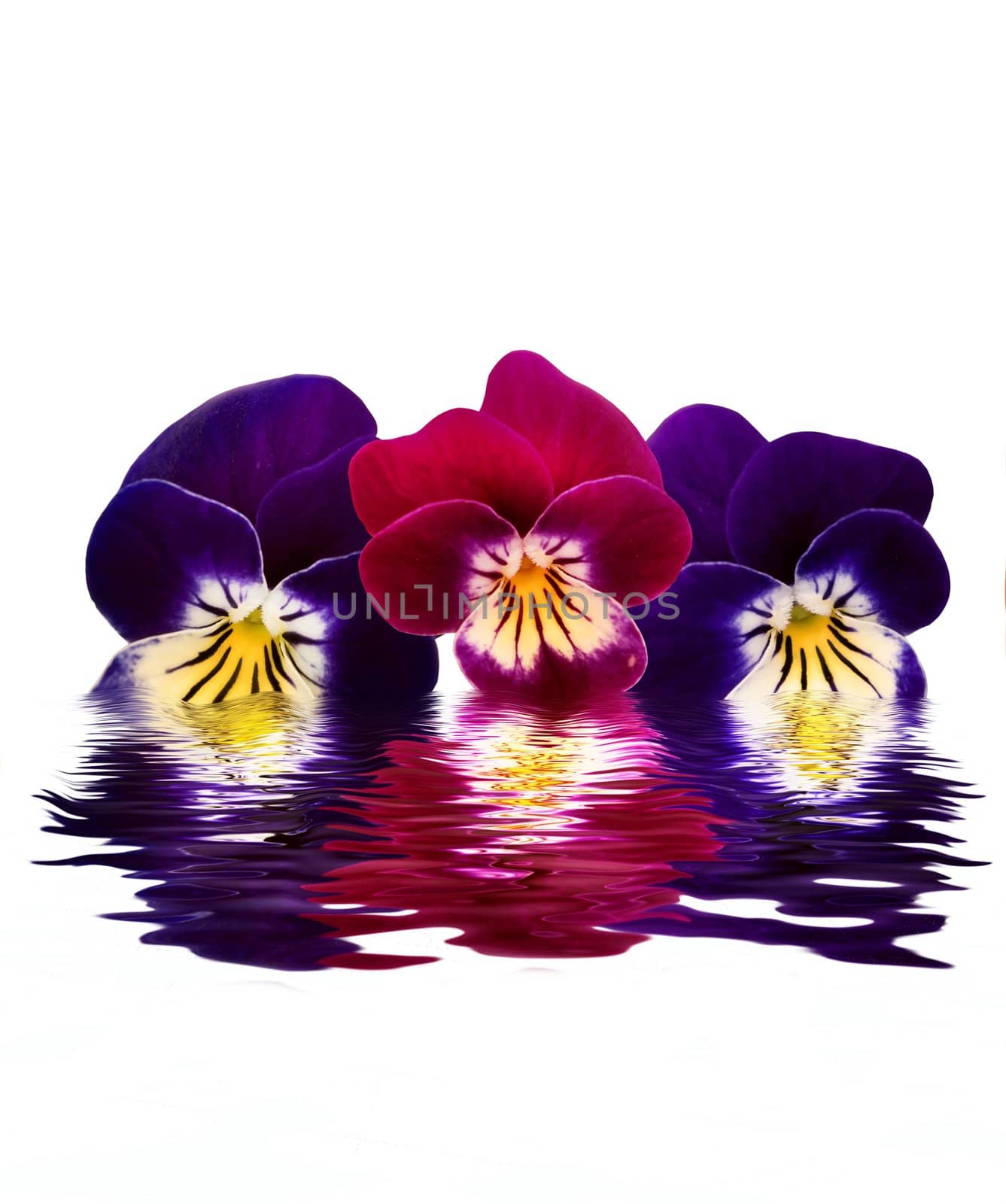 Beautiful violets over water. 