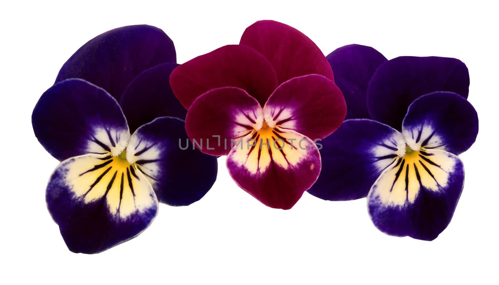 three colorful pansy heads