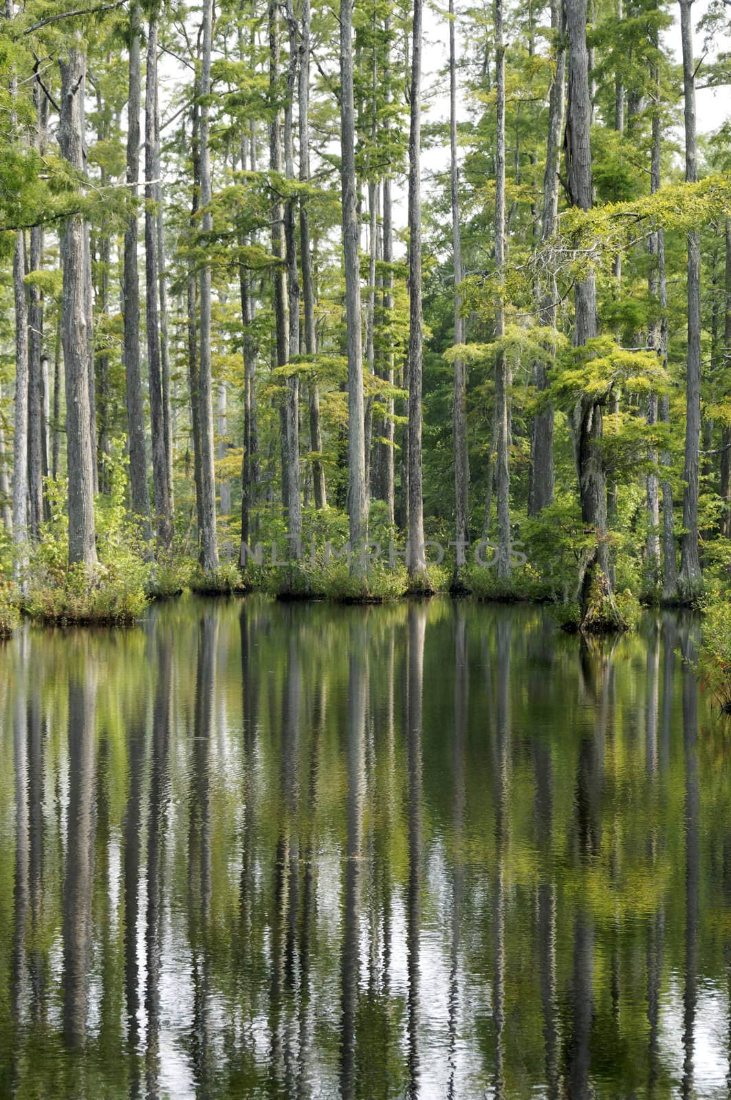 Cypress Trees  by wayneandrose