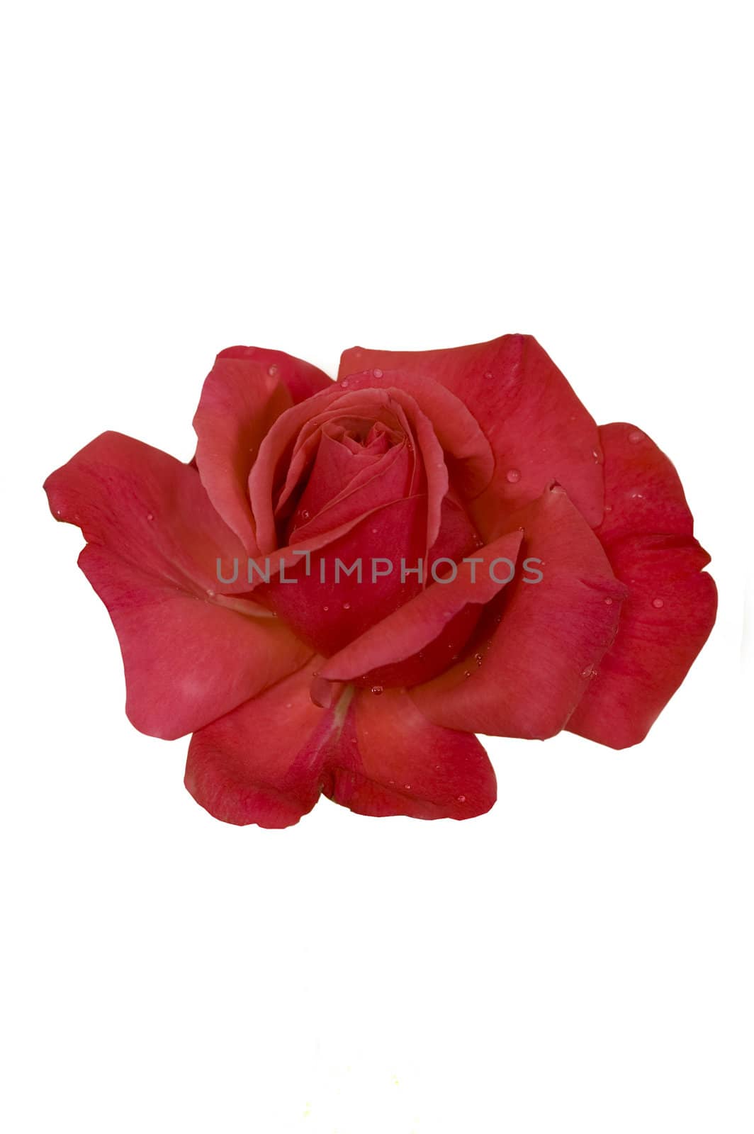 an isolated rosa savoy hotel rose head on white.

