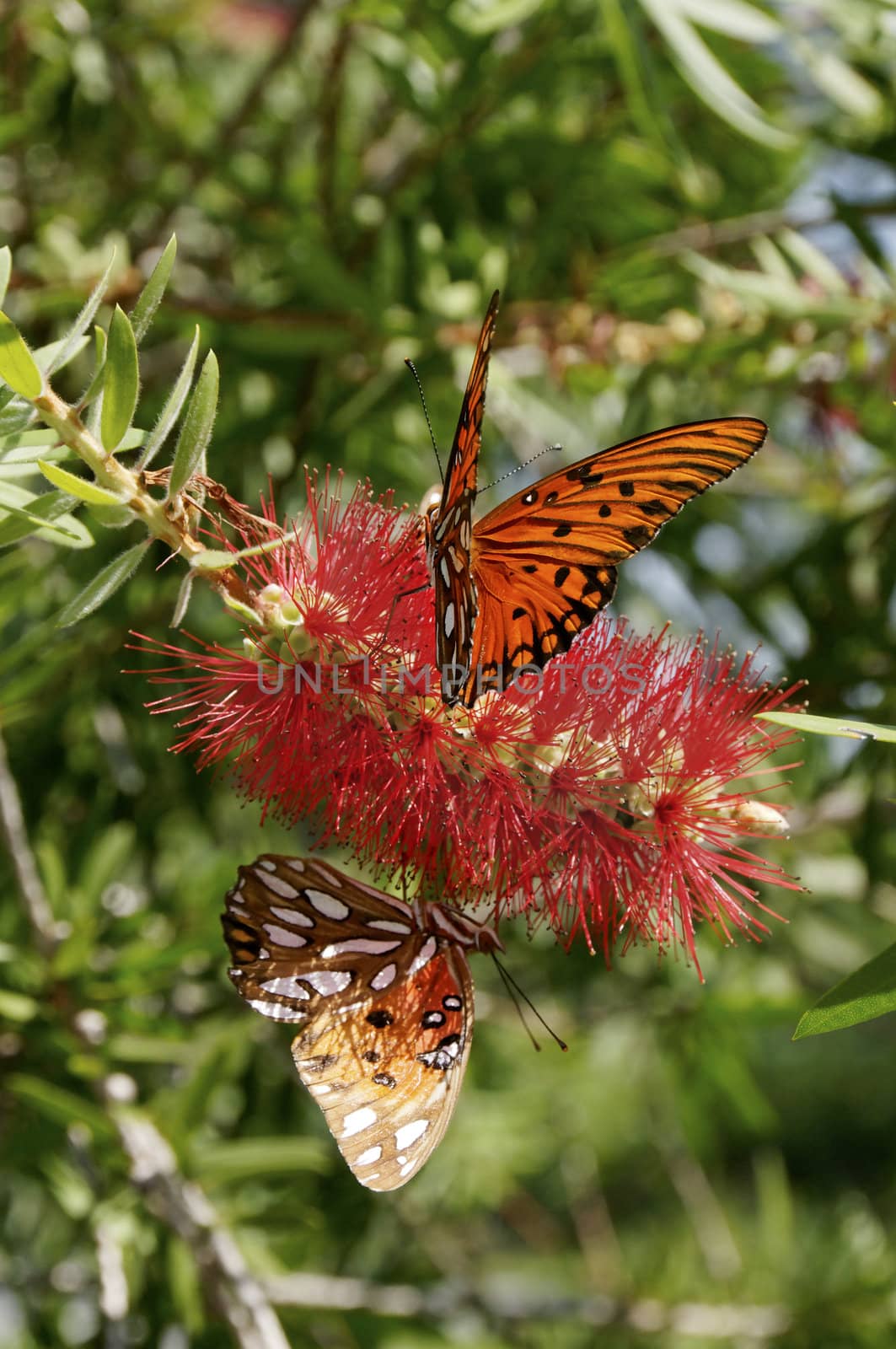 Two gulf fritillary butterflies on a red flower.